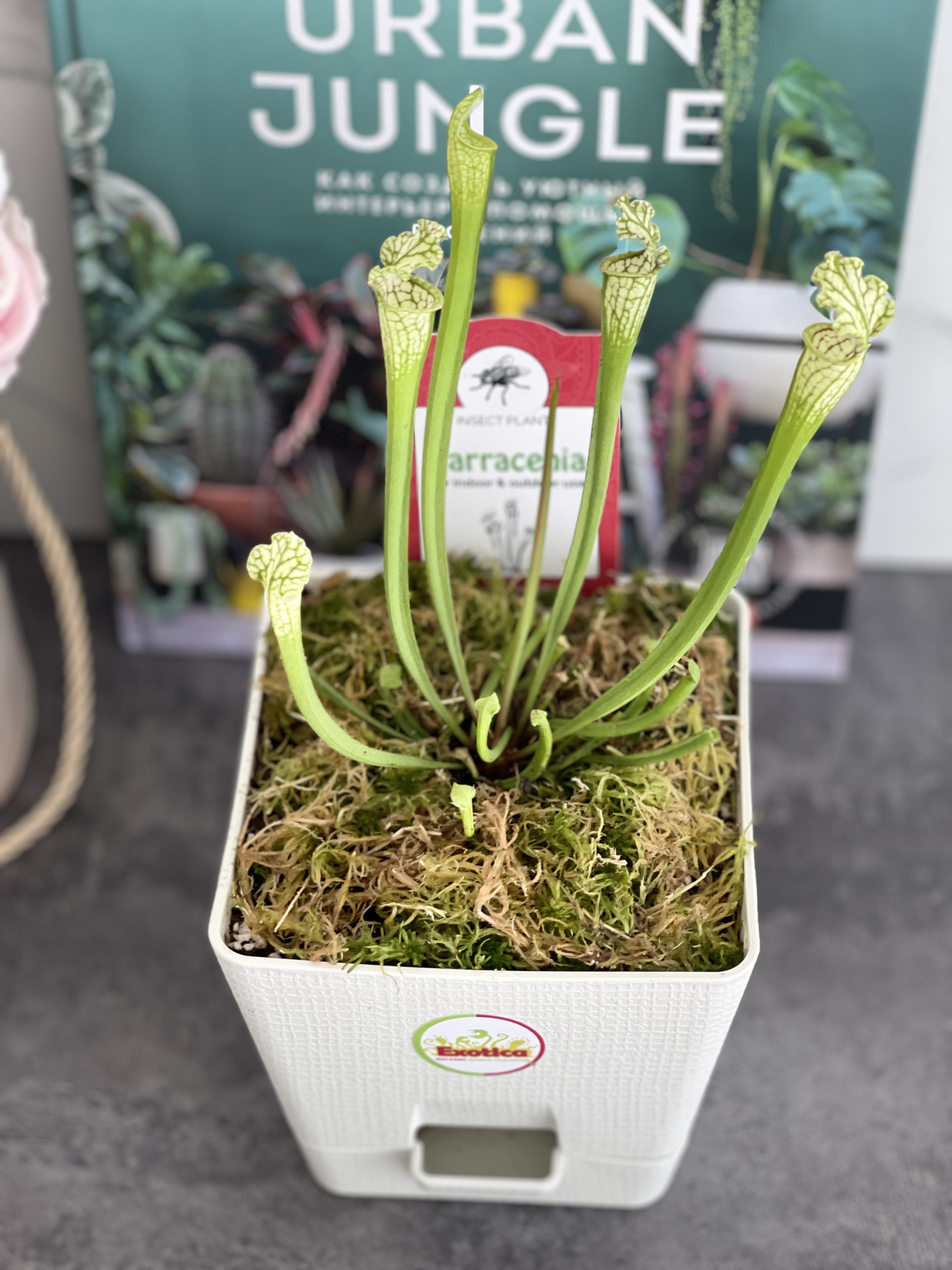 Саррацения Фарнхами Белая (Sarracenia White Farnhamii) пересаженная D12см