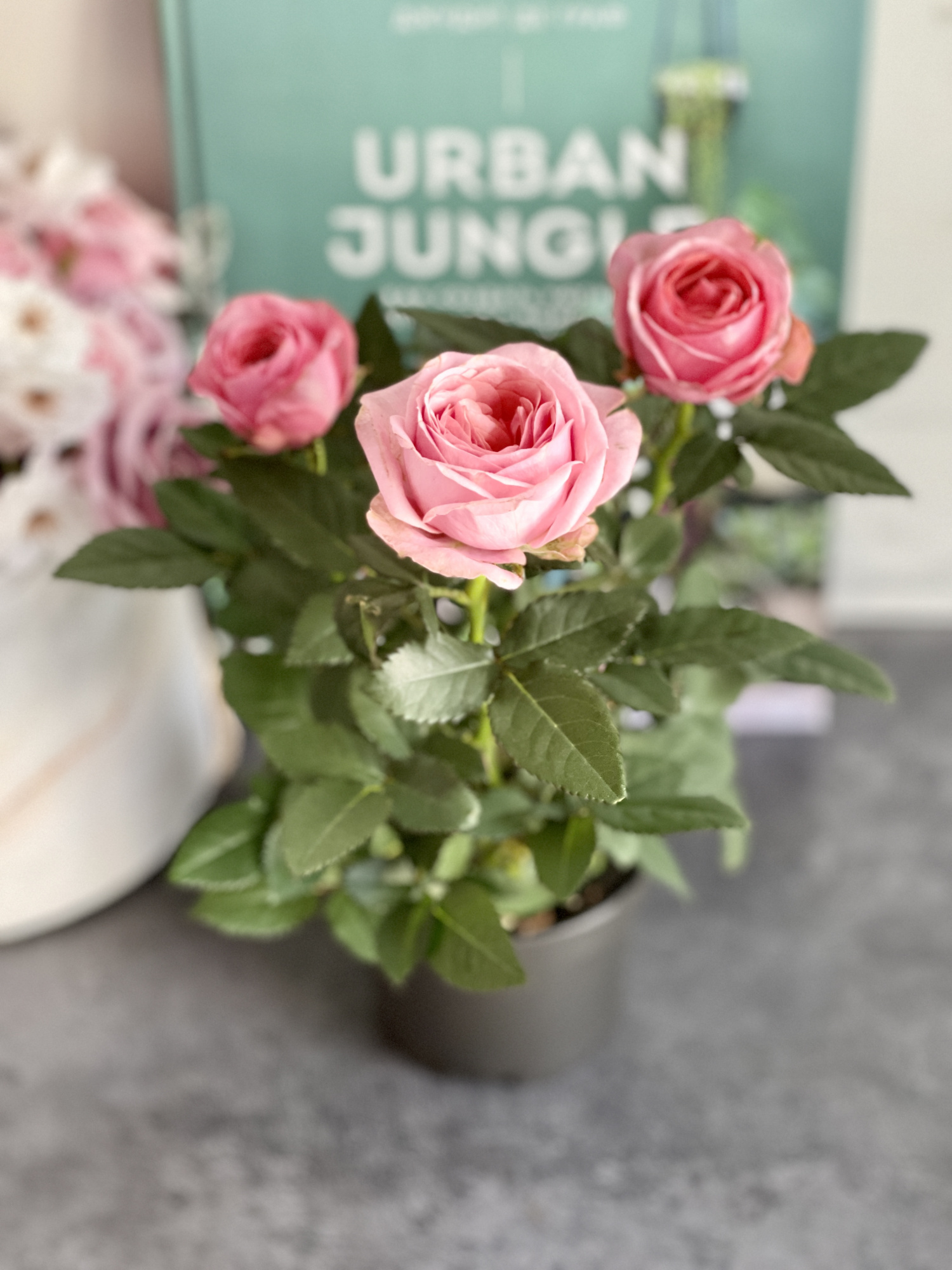 Роза розовая комнатная (Rose Pink) D9см