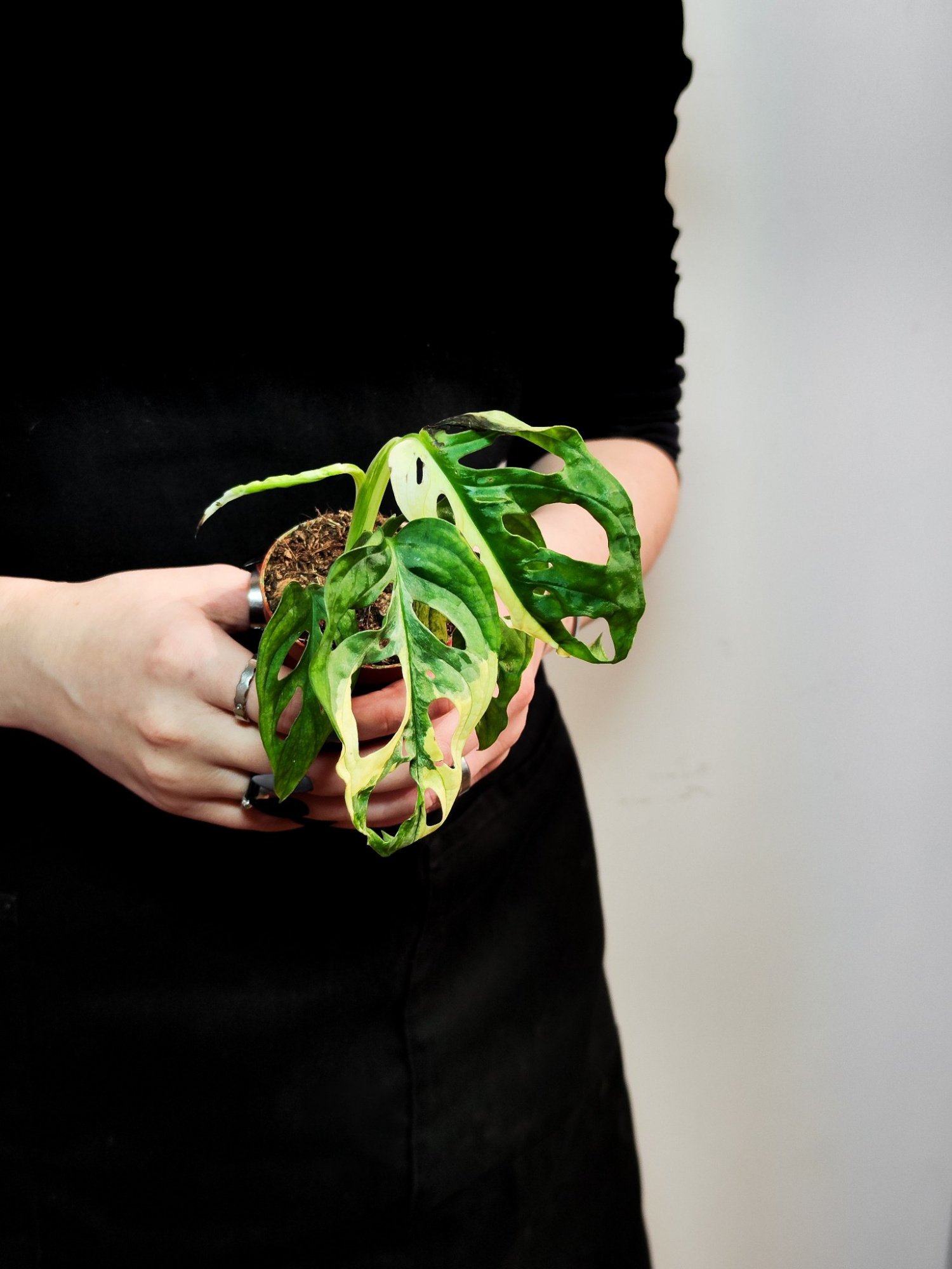 Монстера Адансона Вариегатная (Monstera Adansonii Variegata) D6см