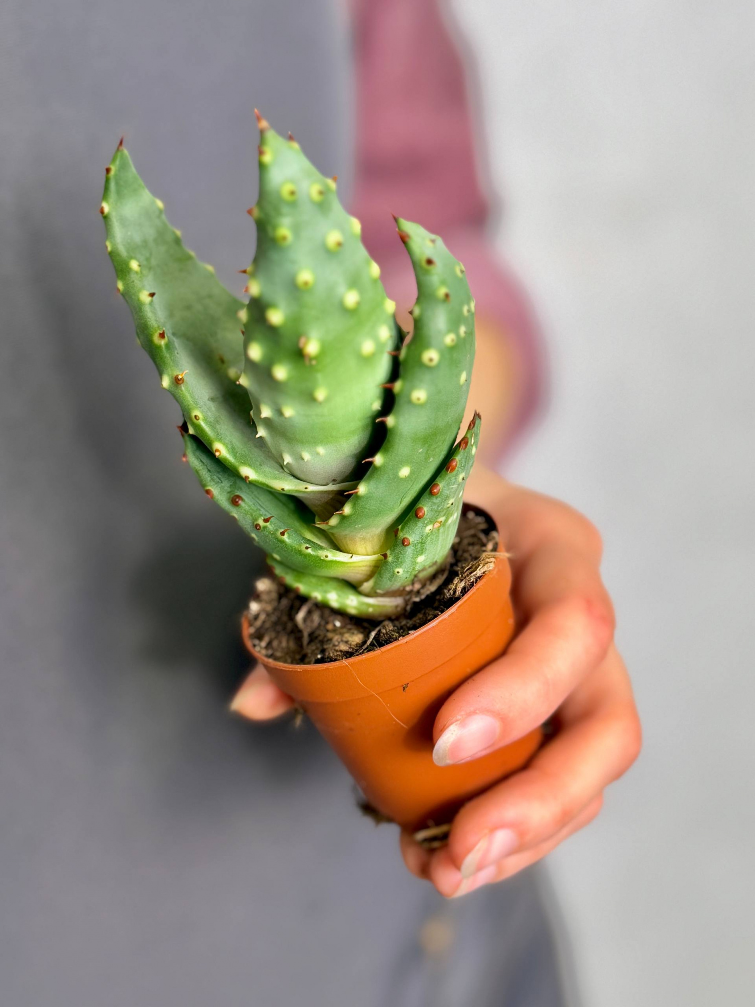 Алоэ булавоцветковое, или Алоэ Клавифлора (Aloe Claviflora) D5см