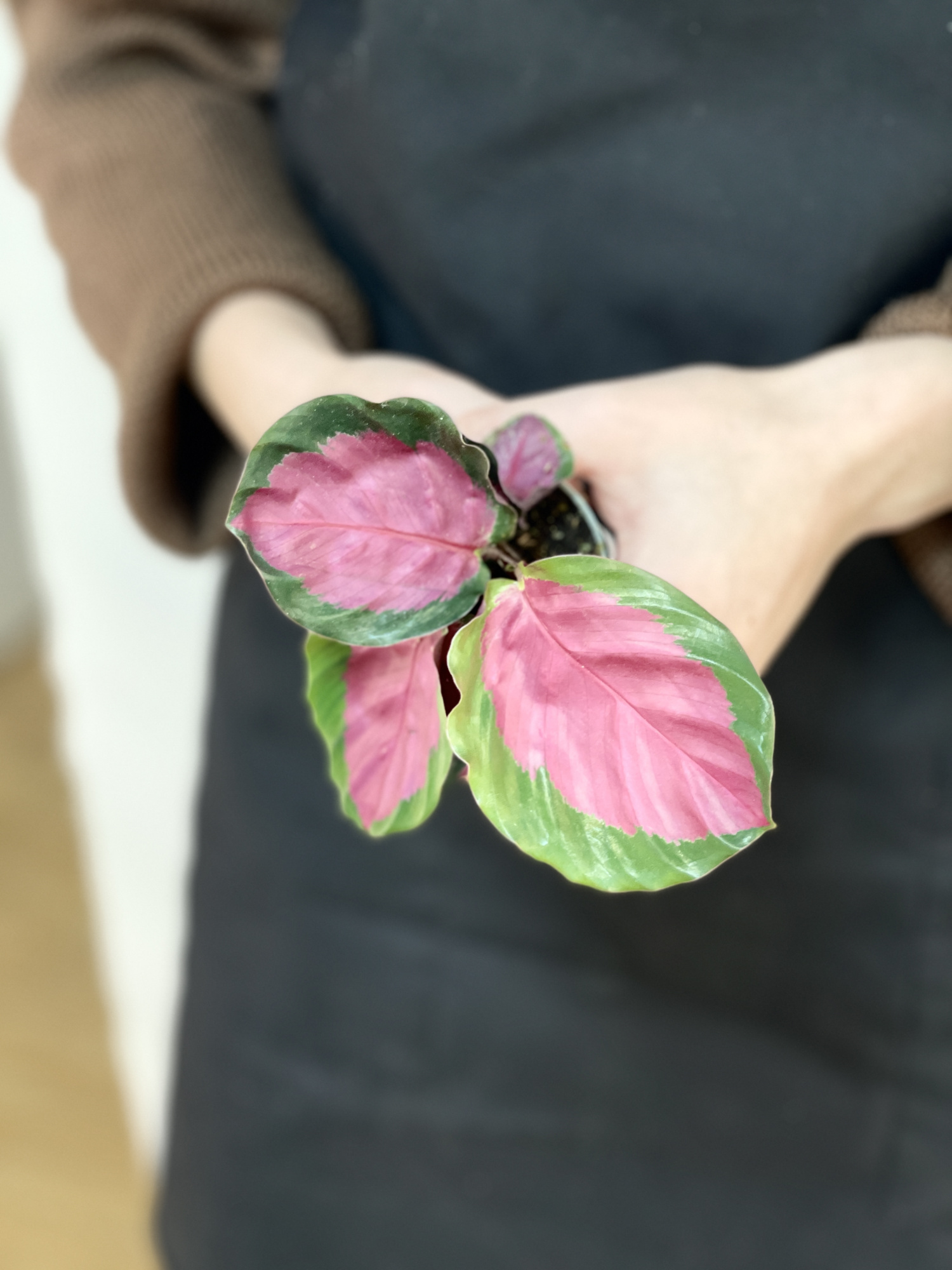 Калатея Розеопикта Рози (Calathea Roseopicta Rosy) D6см