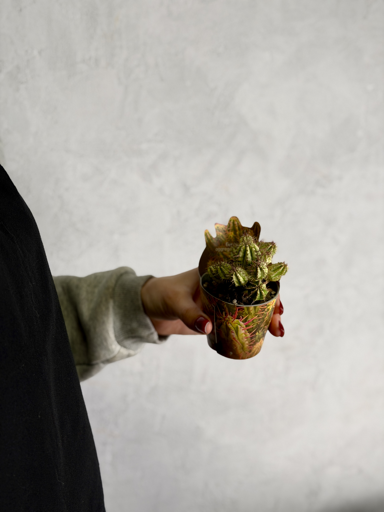 Эуфорбия Аггрегата Вариегата (Euphorbia Aggregata Variegata) D6,5см