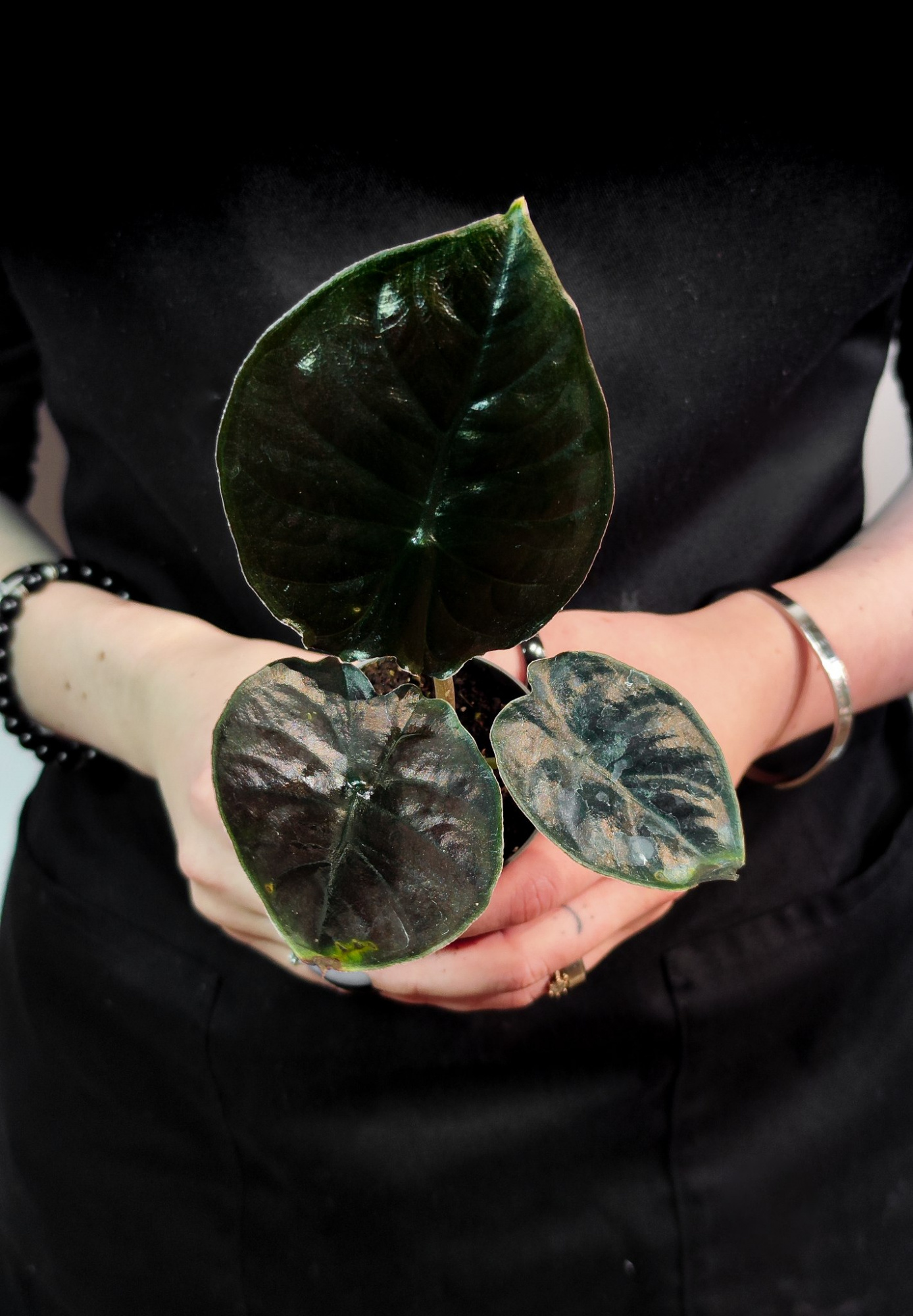 Алоказия Блэк Мэджик (Alocasia Black Magic) D6см