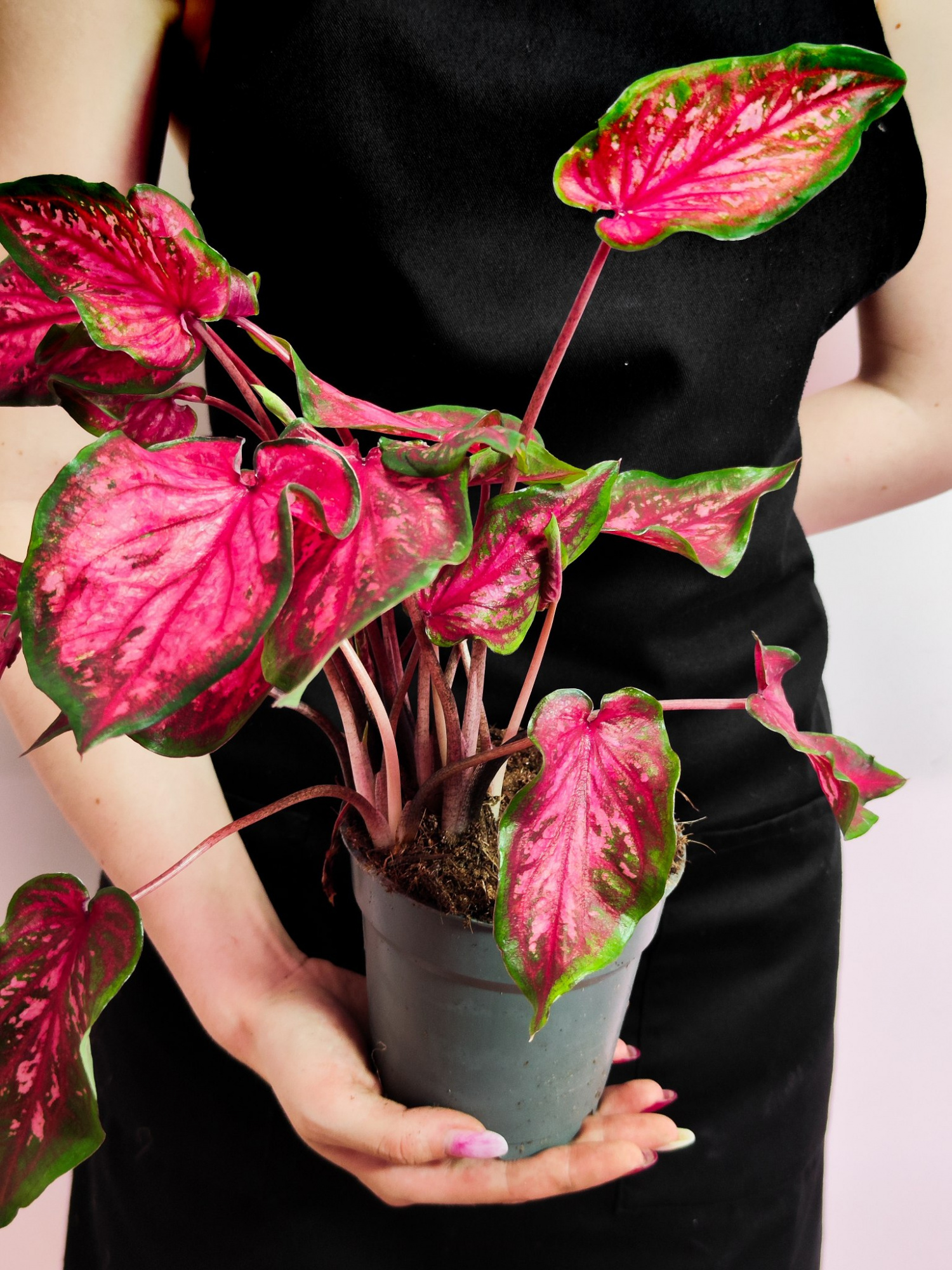 Каладиум Скарлет Флейм (Caladium Scarlet Flame) D12см