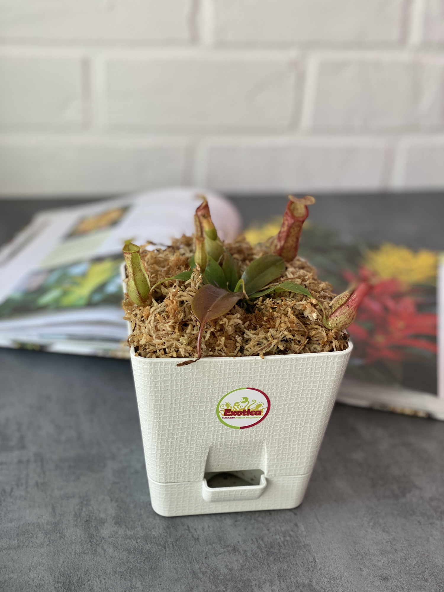 Непентес Гая (лат. Nepenthes Gaya) пересаженный D12см