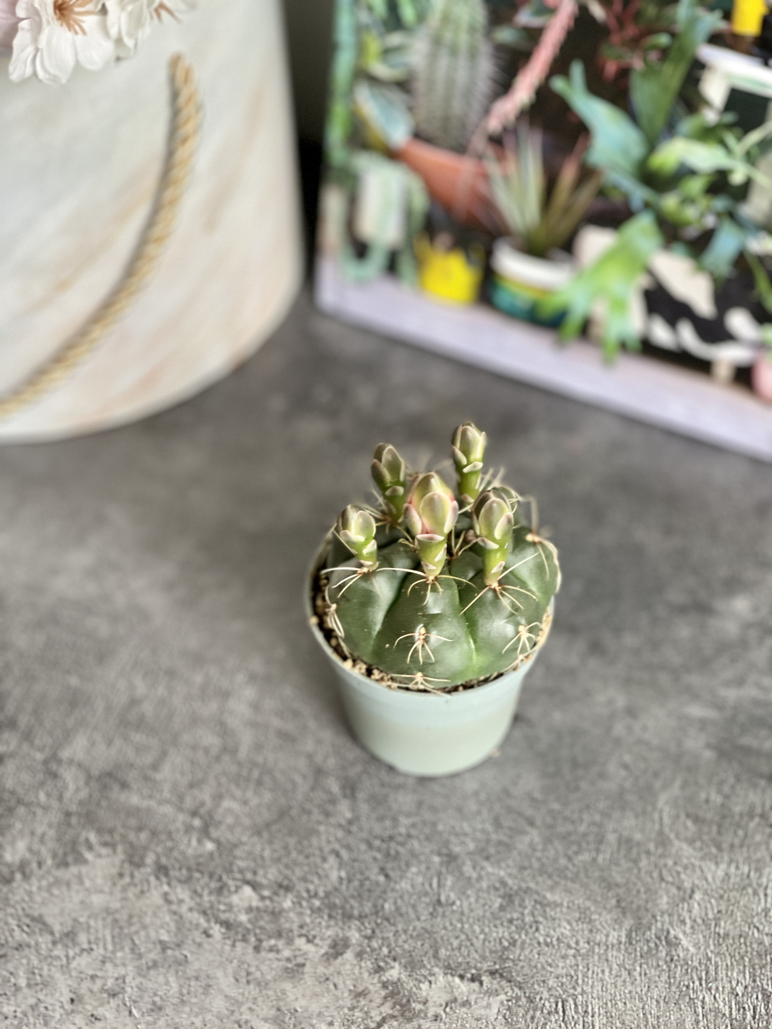 Гимнокалициум Балдианум (Gymnocalycium Baldnum) D5см