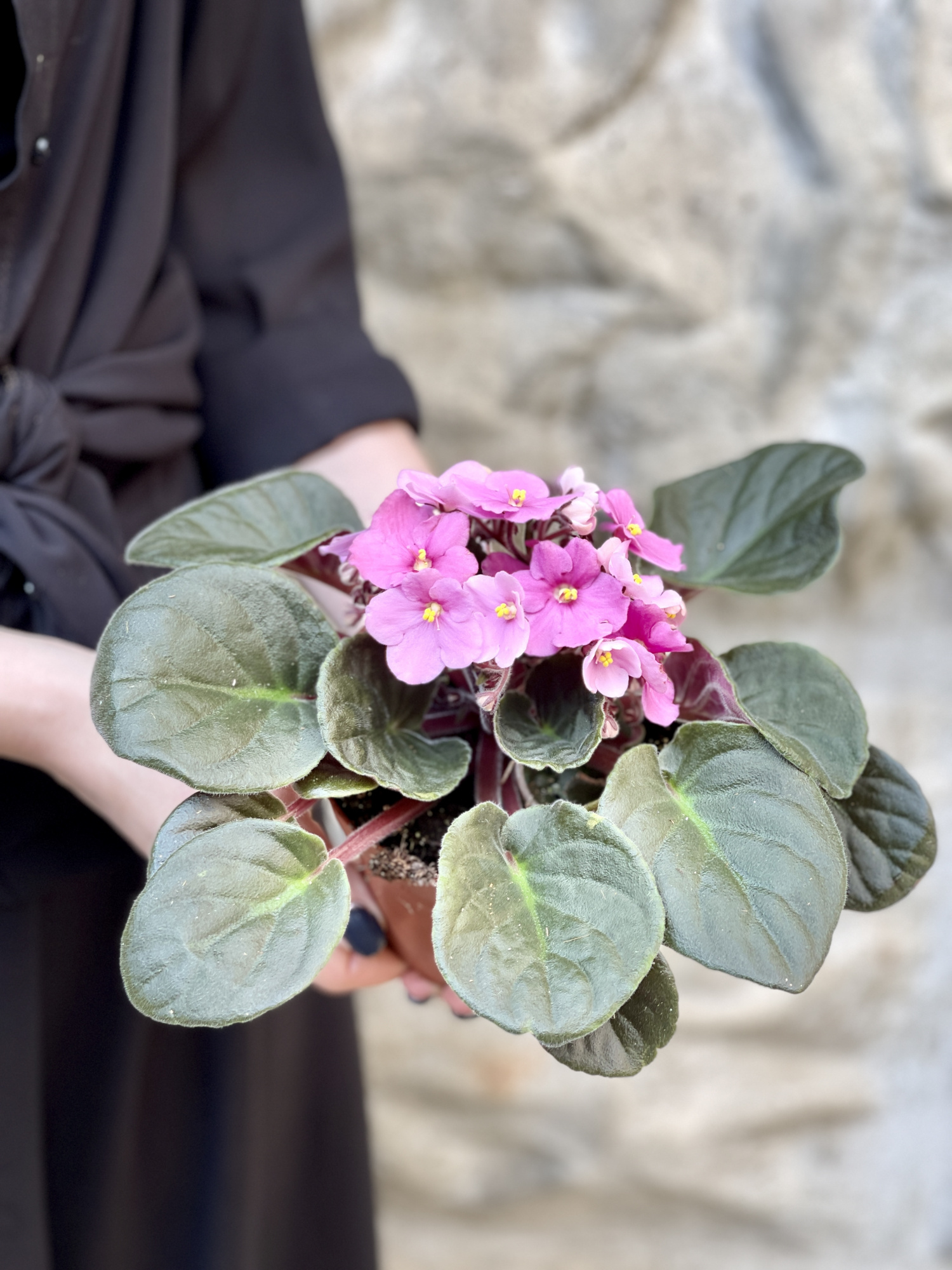 Сенполия Розовая, или Фиалка (Saintpaulia Pink) D10см