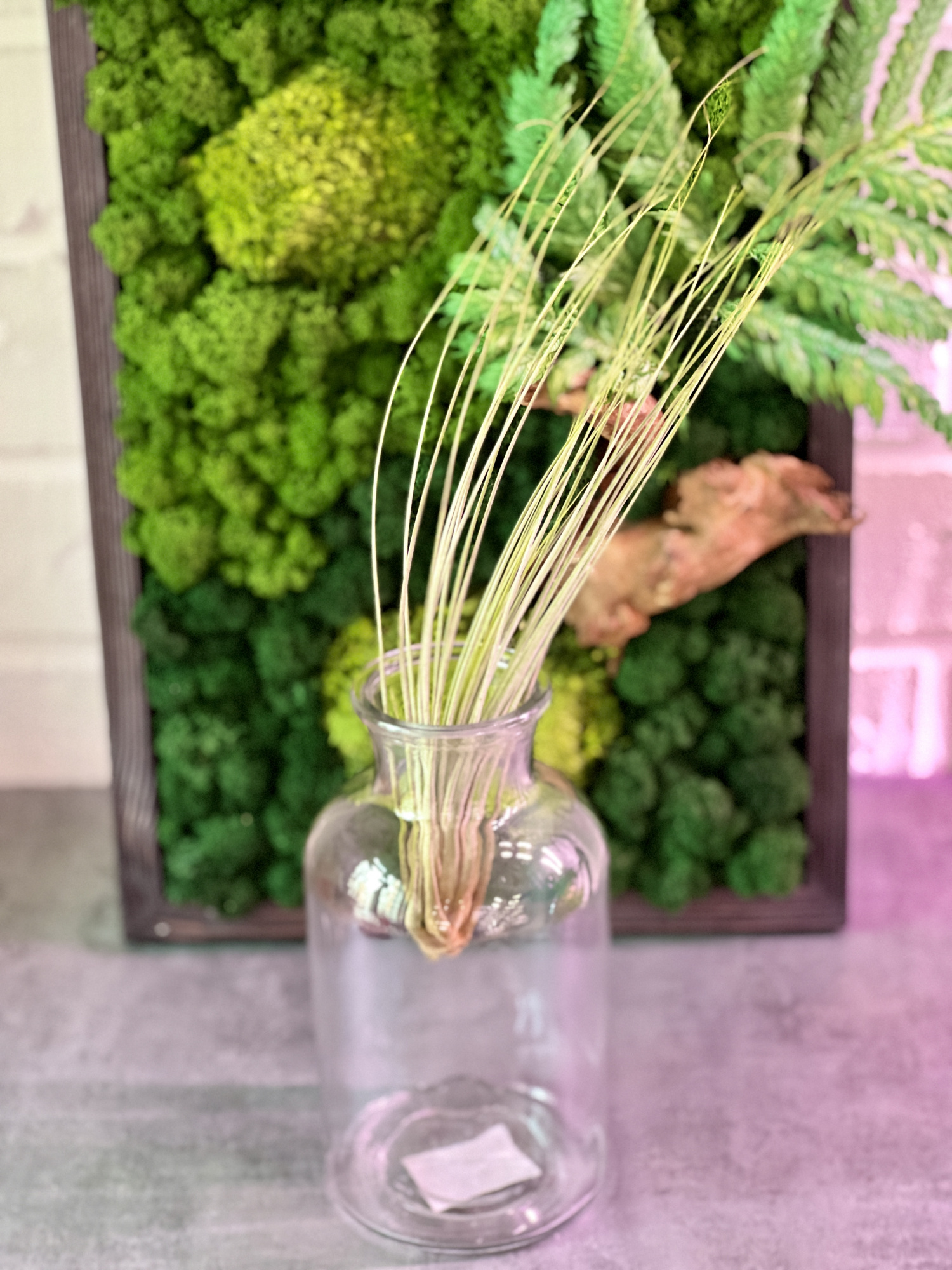 Тилландсия Ситниковая (Tillandsia Juncea)
