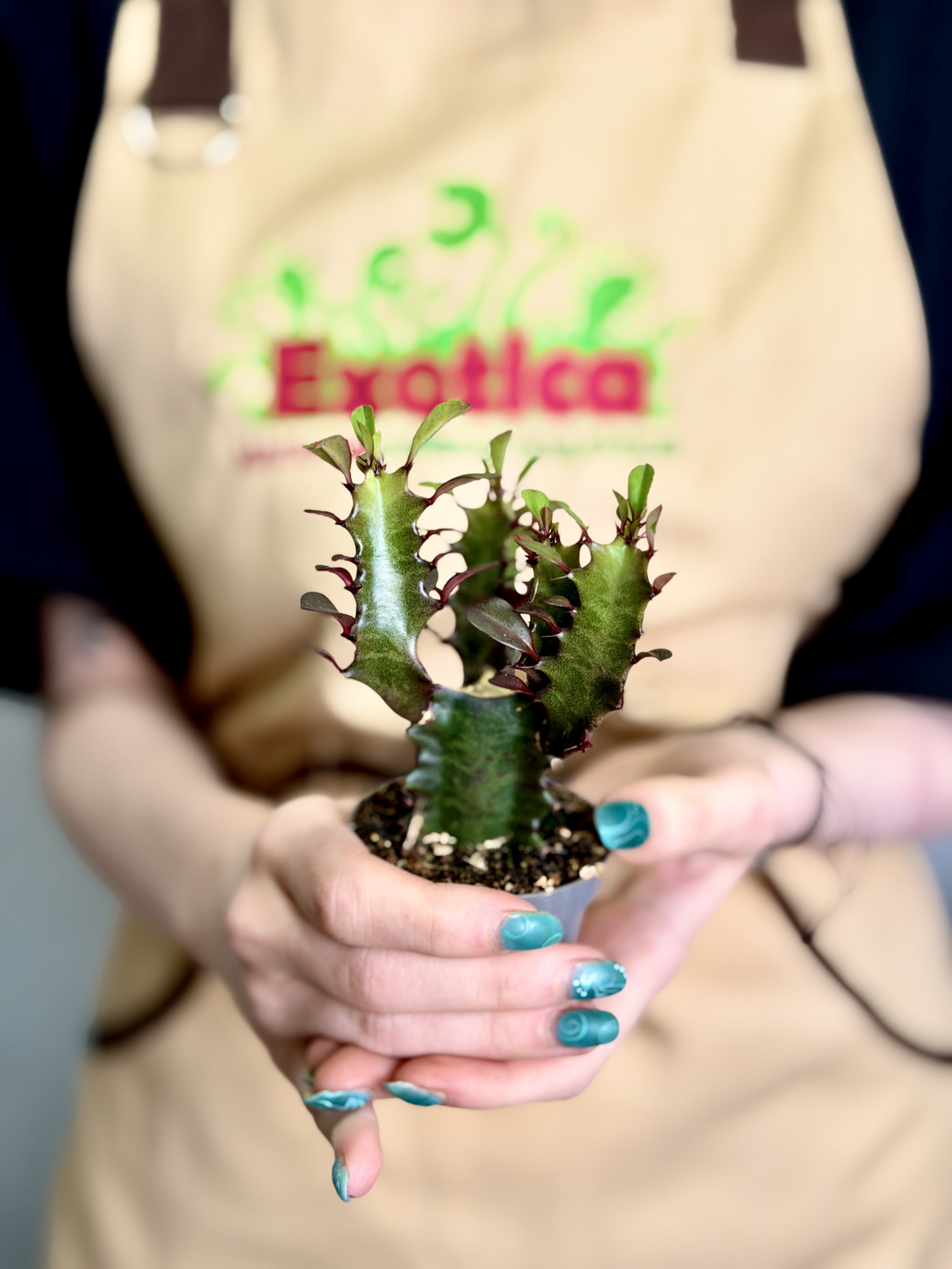 Эуфорбия Тригона Рубра, или Молочай Трёхгранный (Euphorbia Trigona Rubra) D6см