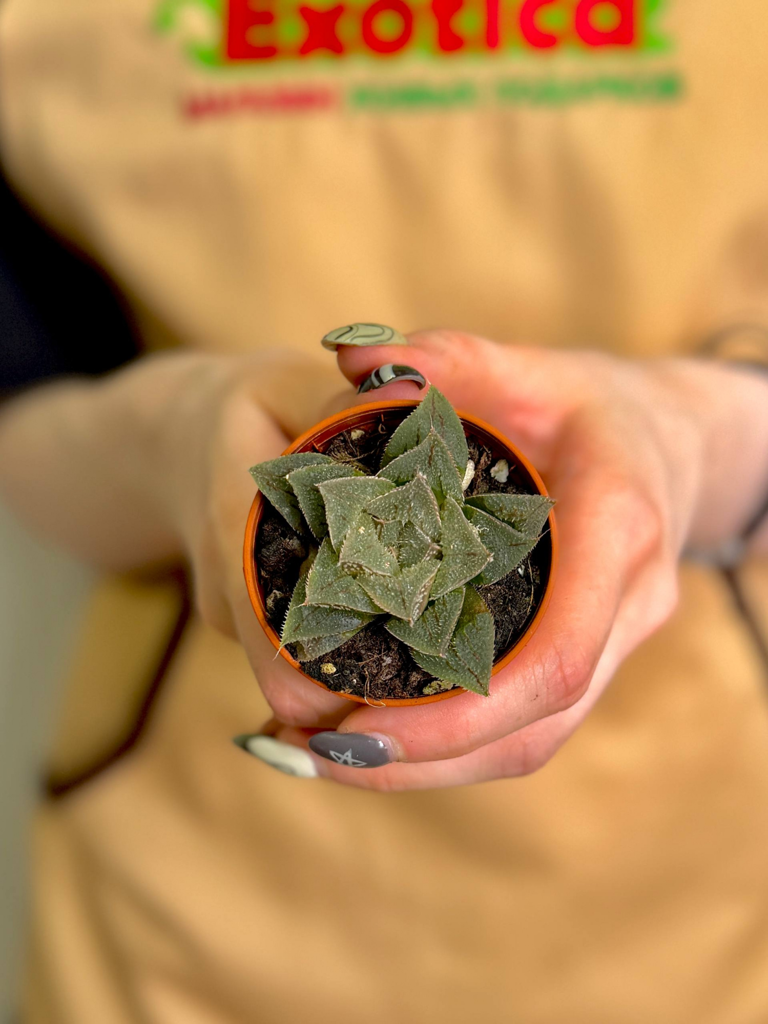 Хавортия Карликовая (Haworthia Pygmaea) D5см