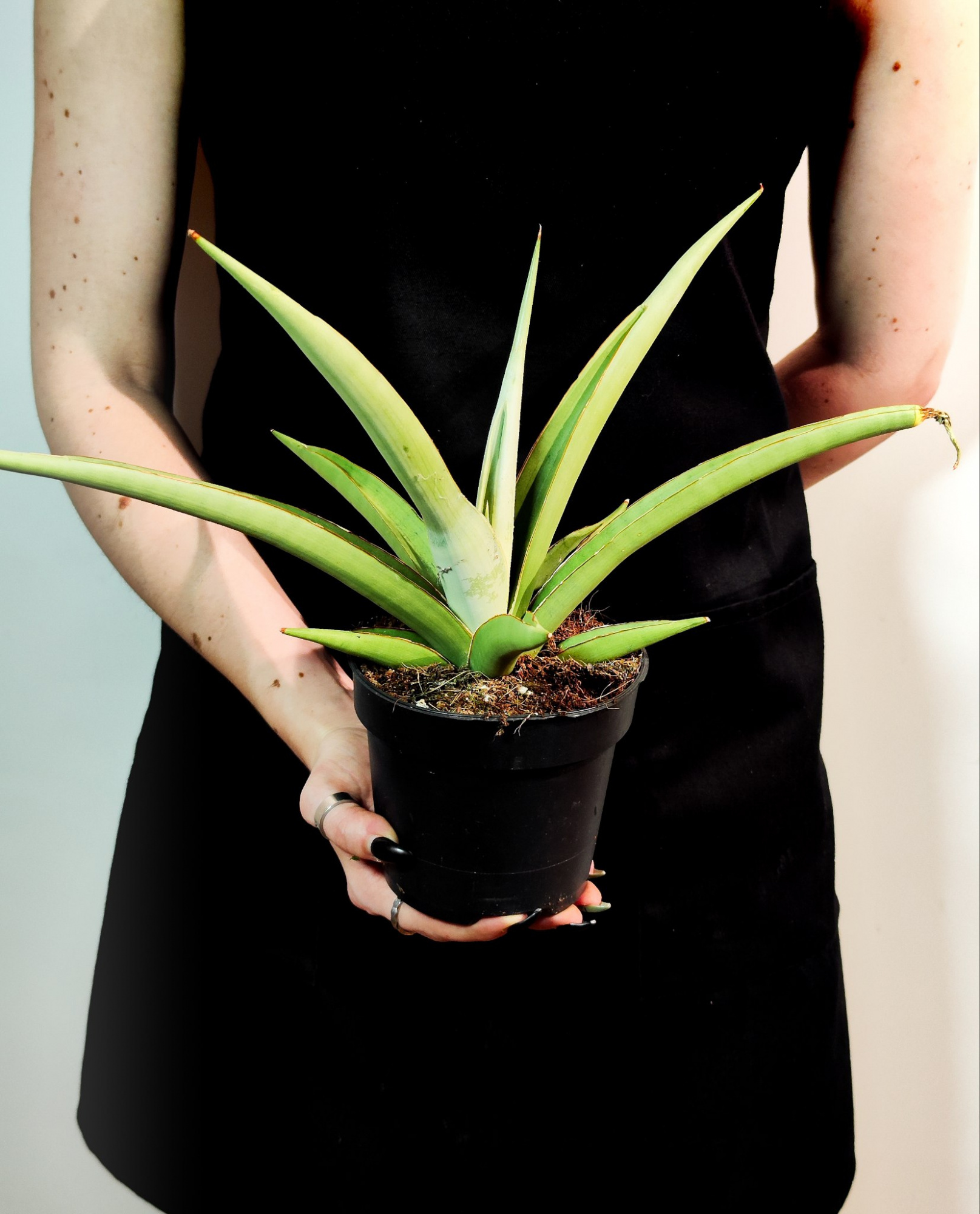 Сансевиерия Комета Пастель Грей (Sansevieria Comet Pastel Grey) D12см