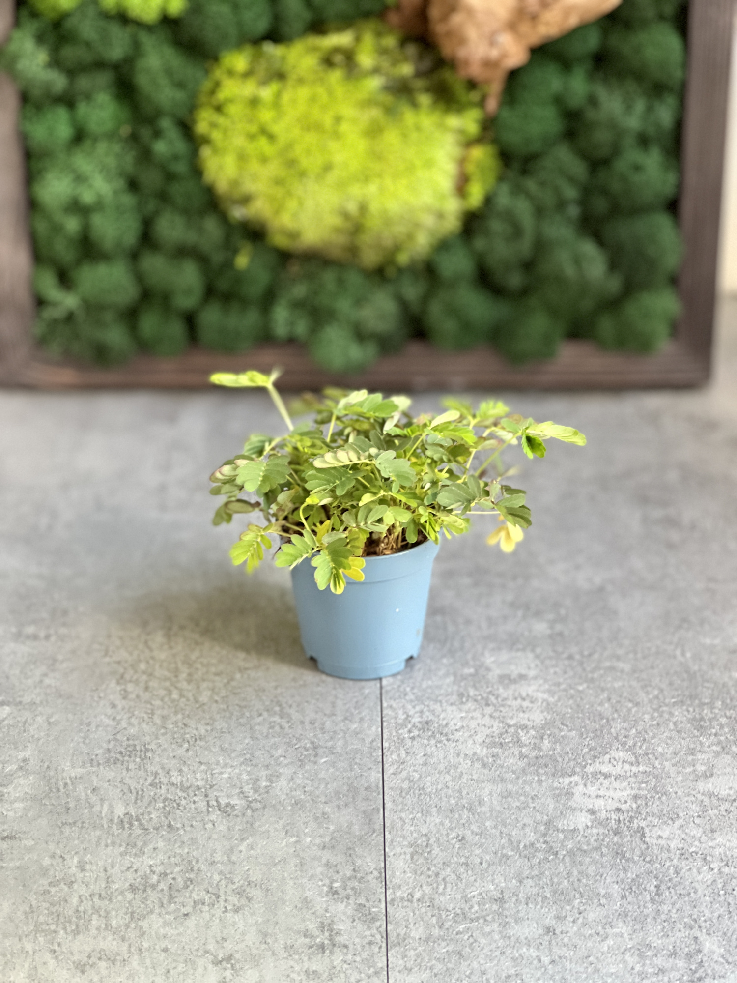 Стыдливая мимоза (Mimosa Pudica) D6см