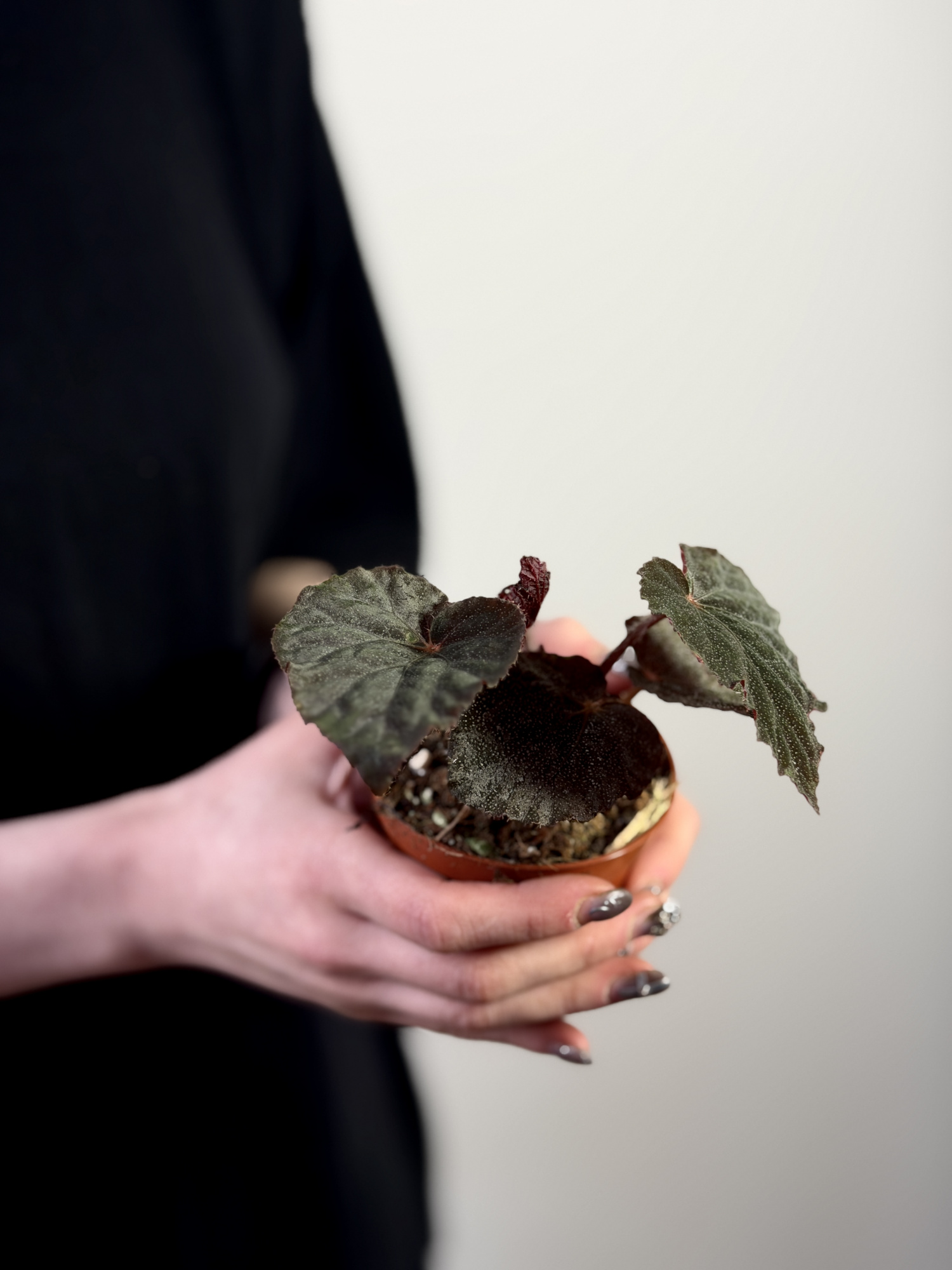Бегония Таконит (Begonia Taconite) D8см