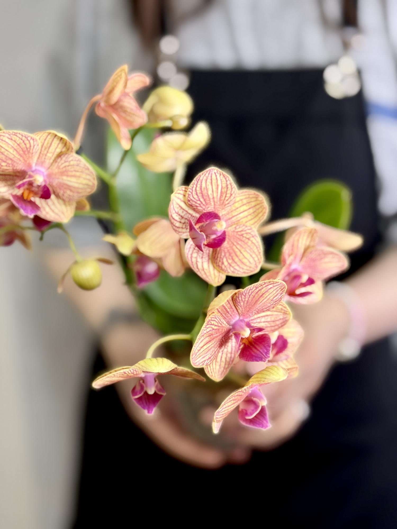 Фаленопсис Пенни Лав (Phalaenopsis Penny Love) D9см