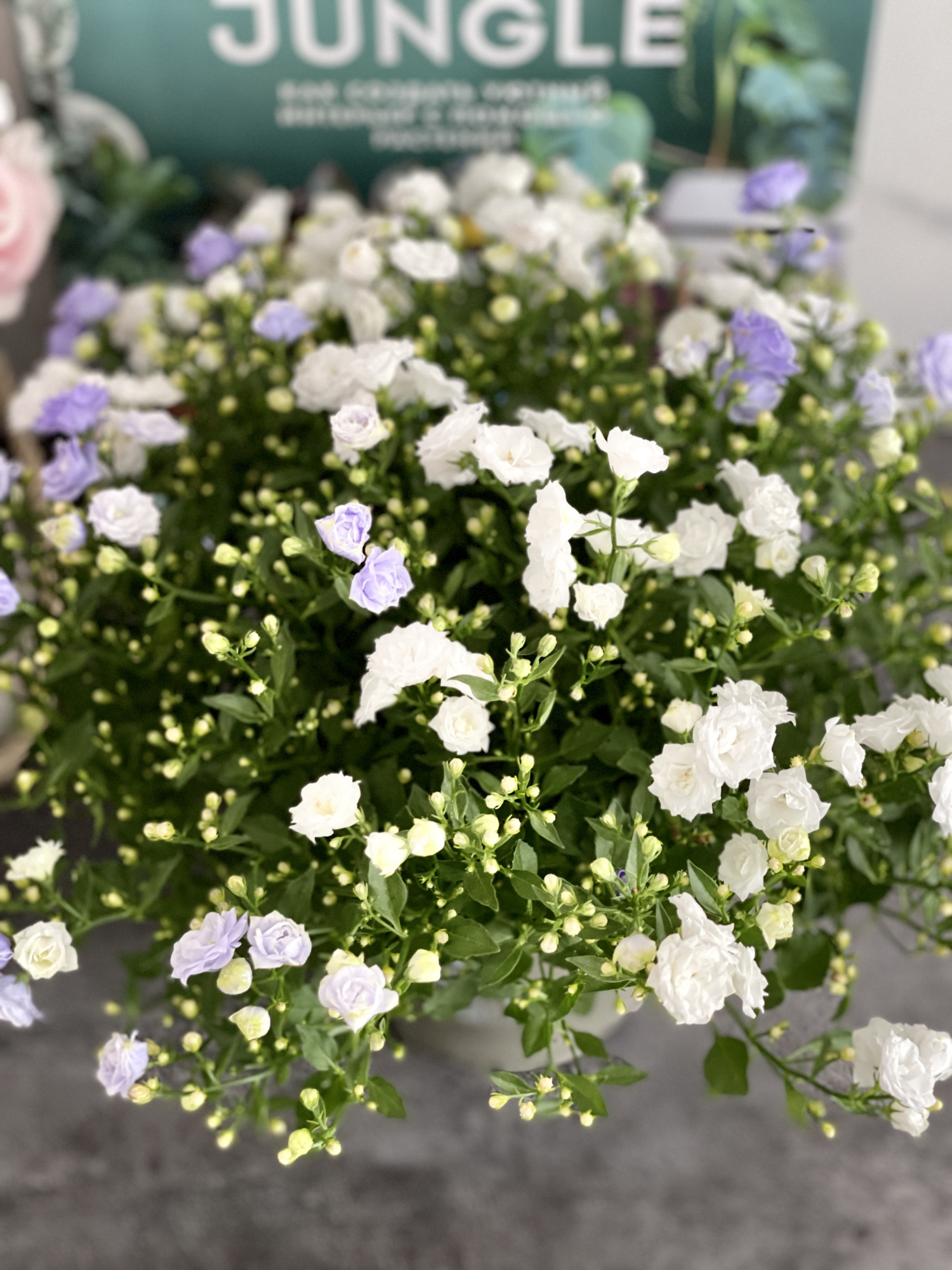 Кампанула Бали махровая двухцветная (Campanula Bali Multi) D12см