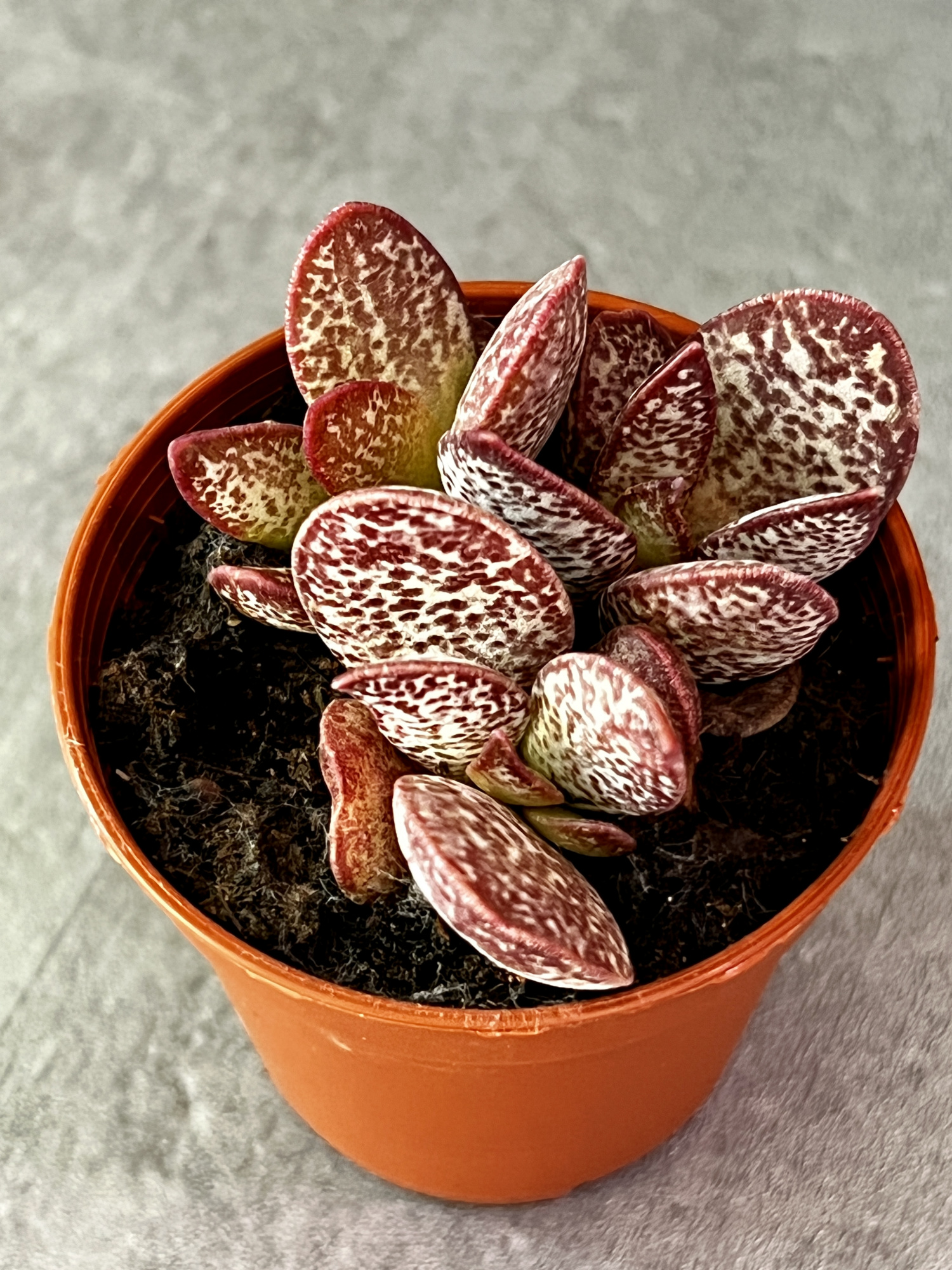 Адромискус Салико Хеартс (Adromischus Calico Hearts) D5см