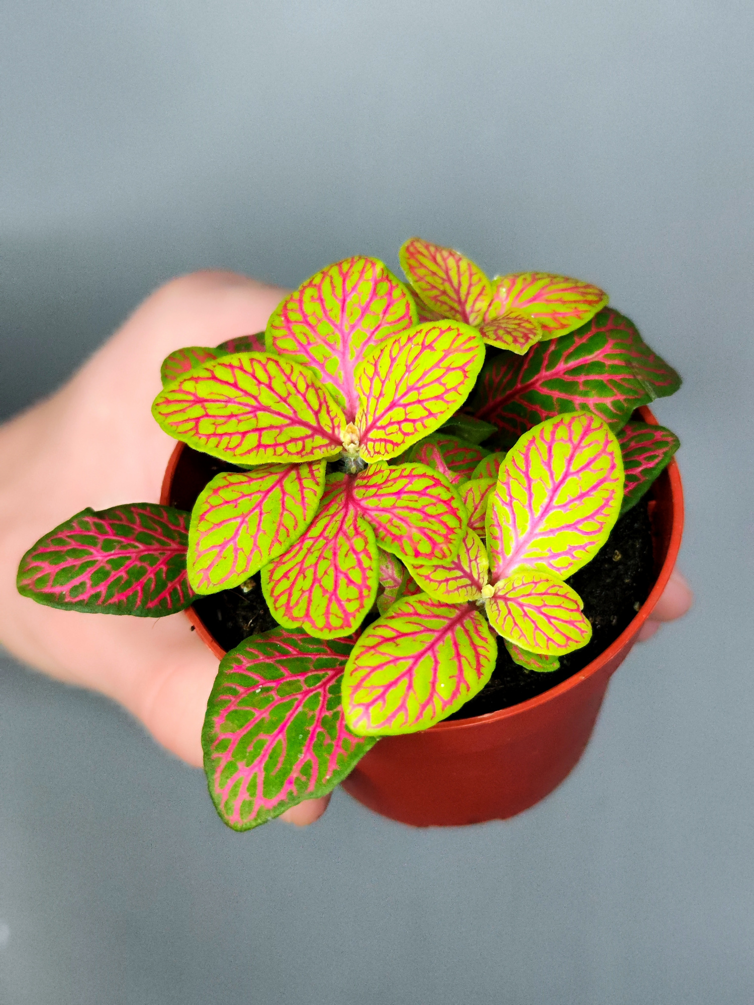 Фиттония Скелетон (Fittonia Skeleton) D8,5см