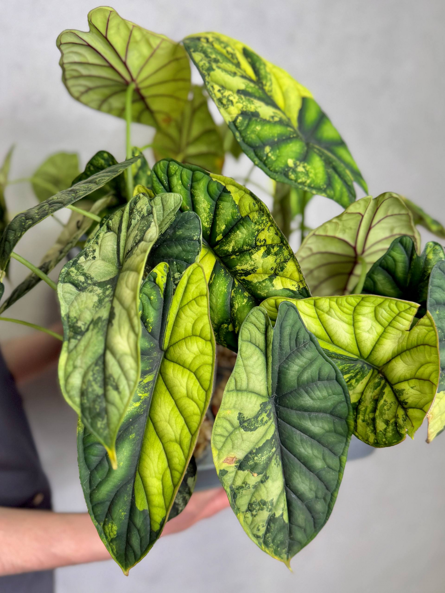 Алоказия Драгон Скейл Вариегатная (Alocasia Dragon Scale Variegata) D9см