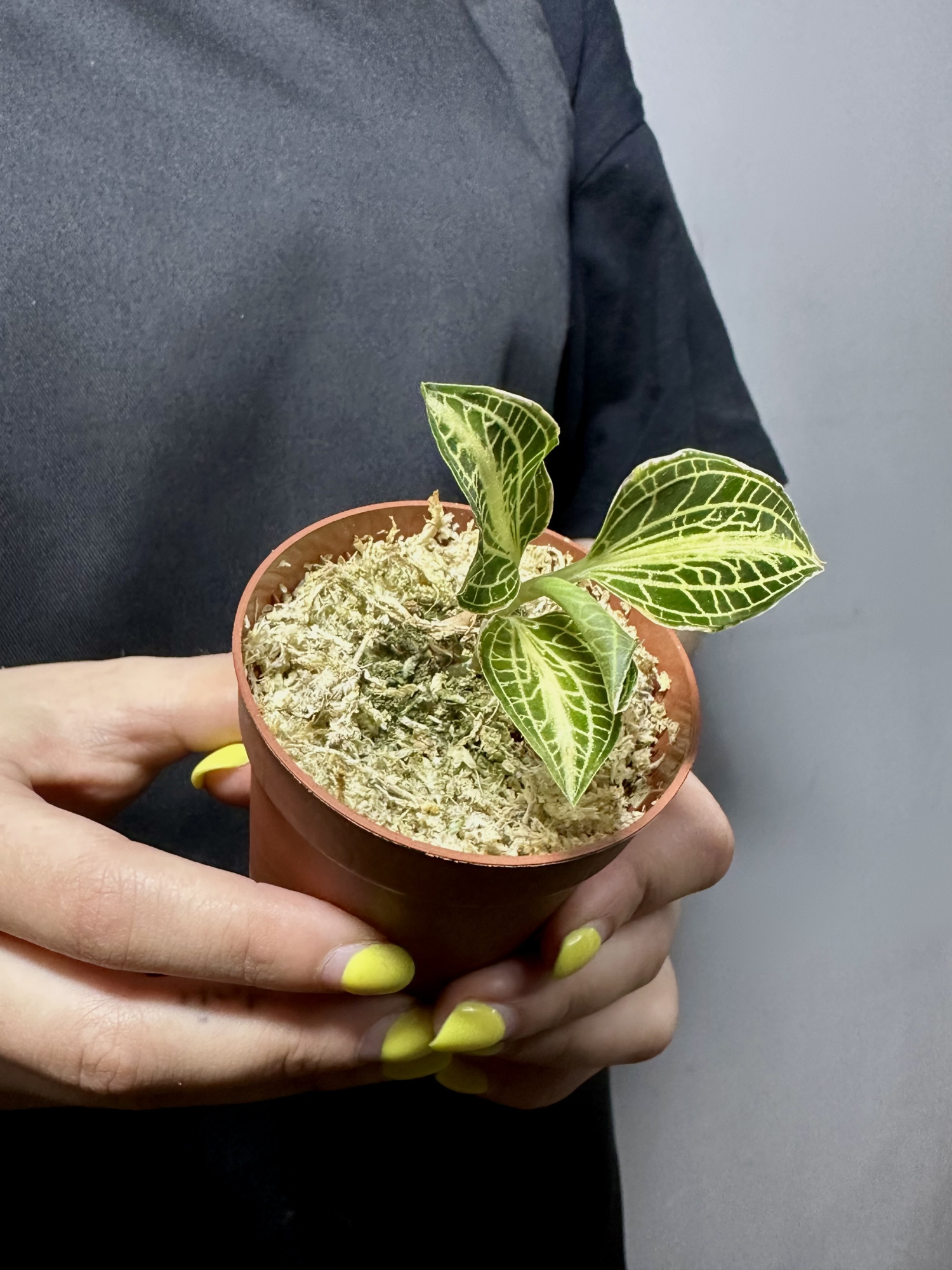 Драгоценная Орхидея Анектохилус Вайт Центр (Anoectochilus Siamensis White Center)