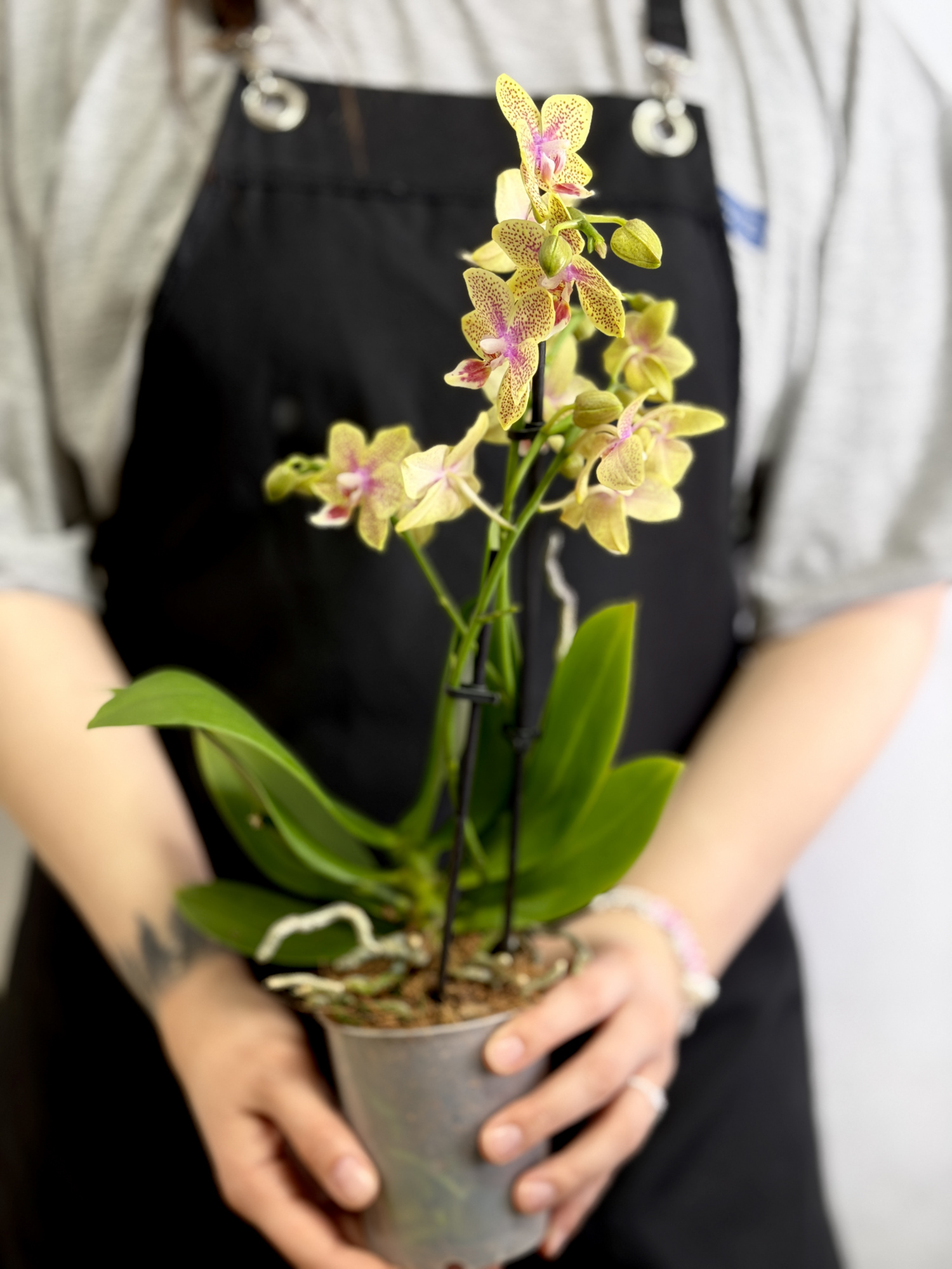Фаленопсис Кусто Пелорик (Phalaenopsis Cousteau 'Peloric') D9см