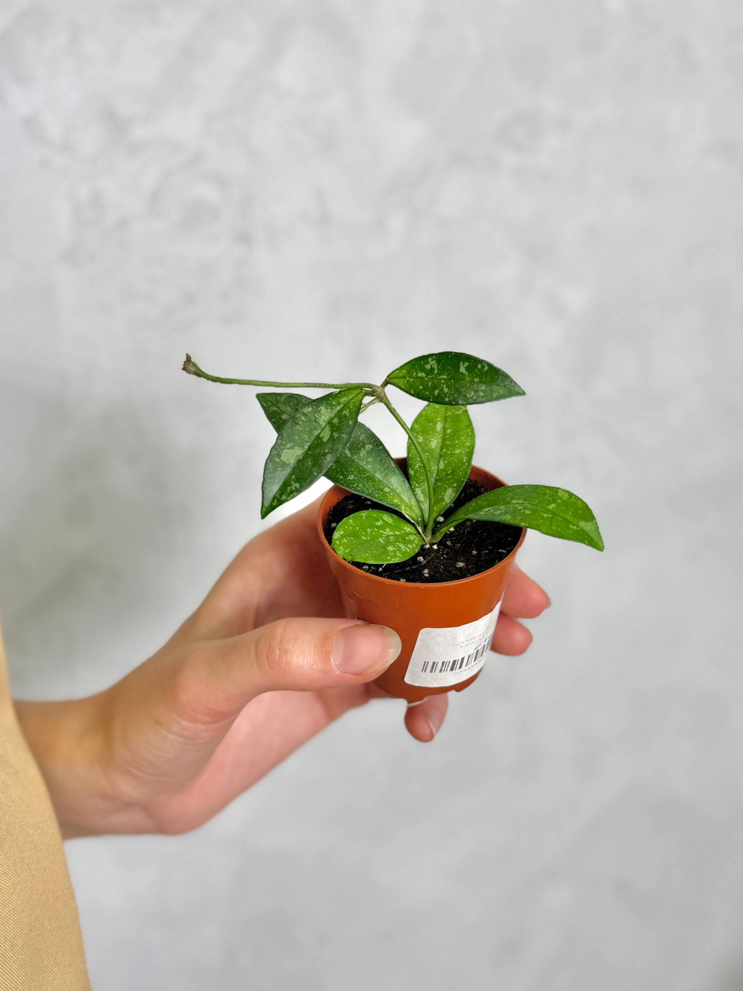 Хойя Крассиопетиолата Сплеш (Hoya Crassipetiolata Splash) D6см