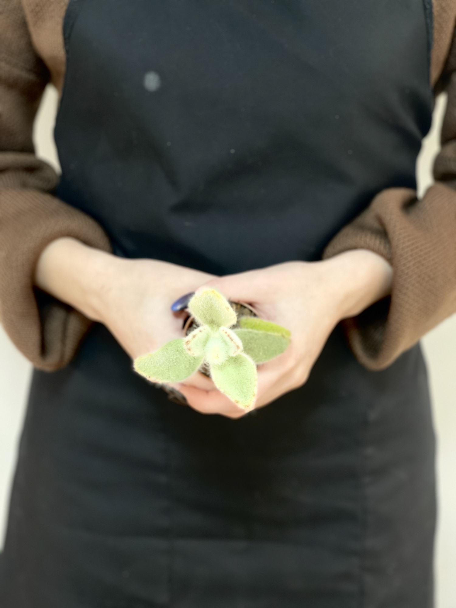 Каланхоэ Вилоза (Kalanchoe Vilosa) D5см