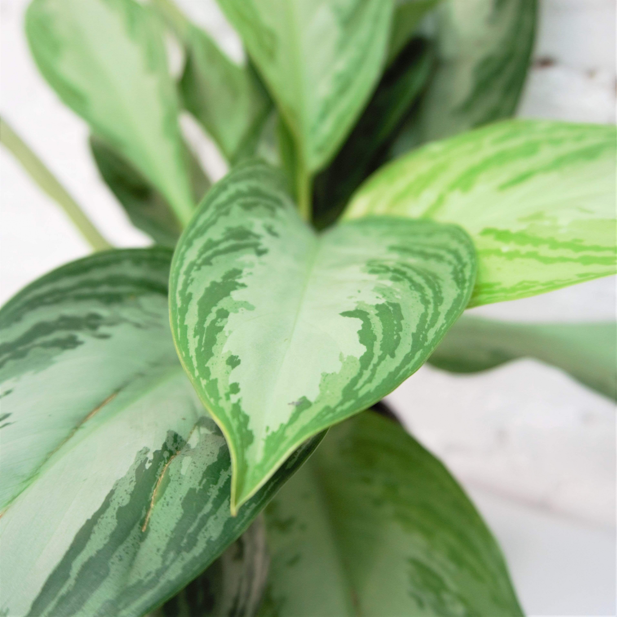 Аглаонема Сильвер Бей (Aglaonema Silver Bay) D12см