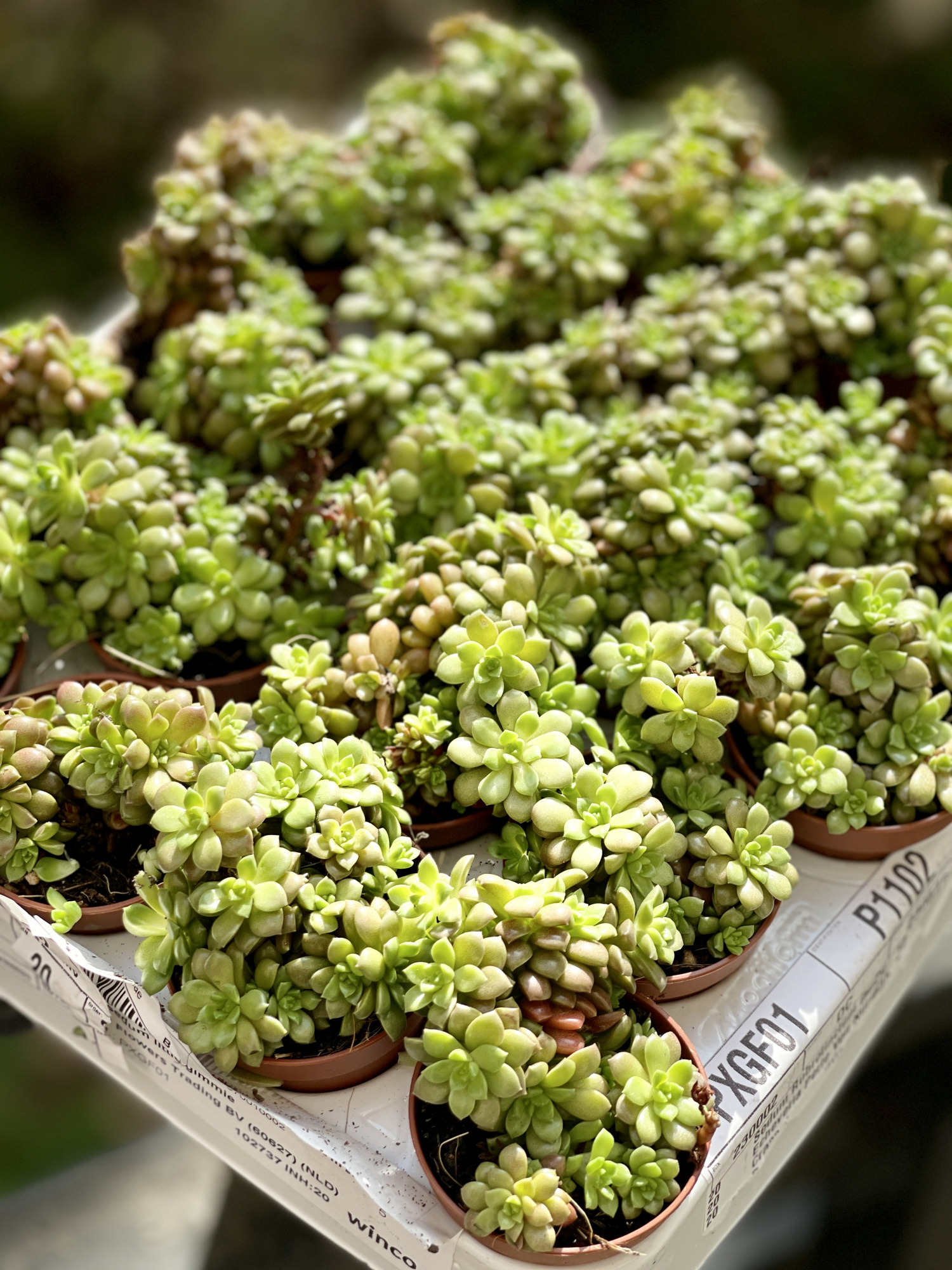 Граптоседум Литтл Джимми (Graptosedum Little Gimmie) D5см