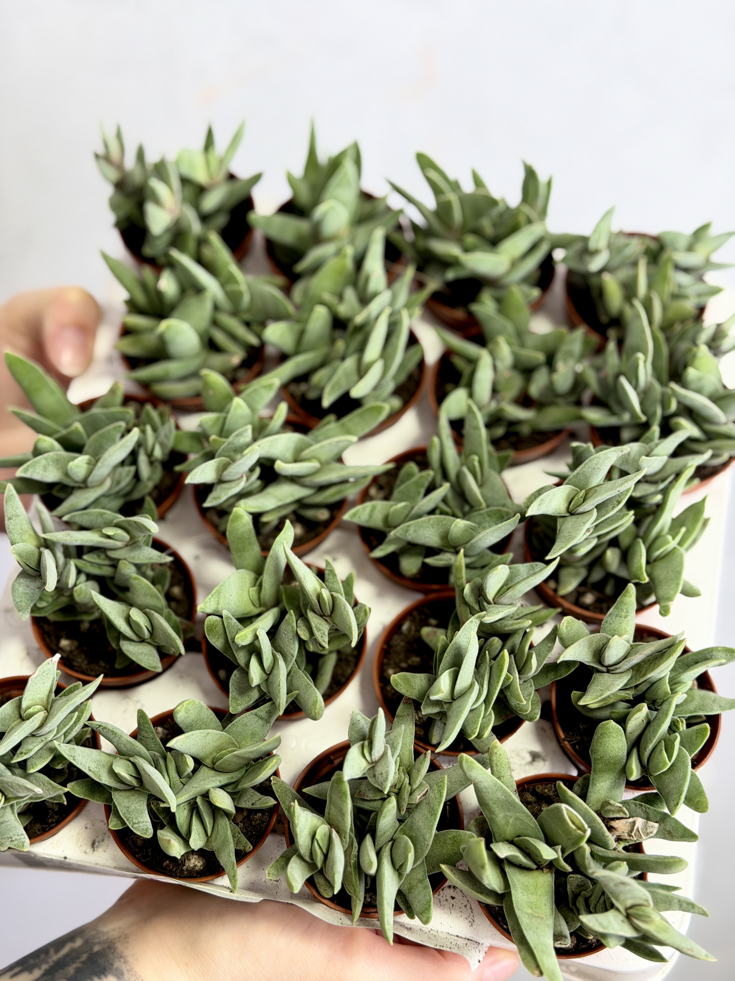 Крассула Cерповидная (Crassula Falcata) D5см