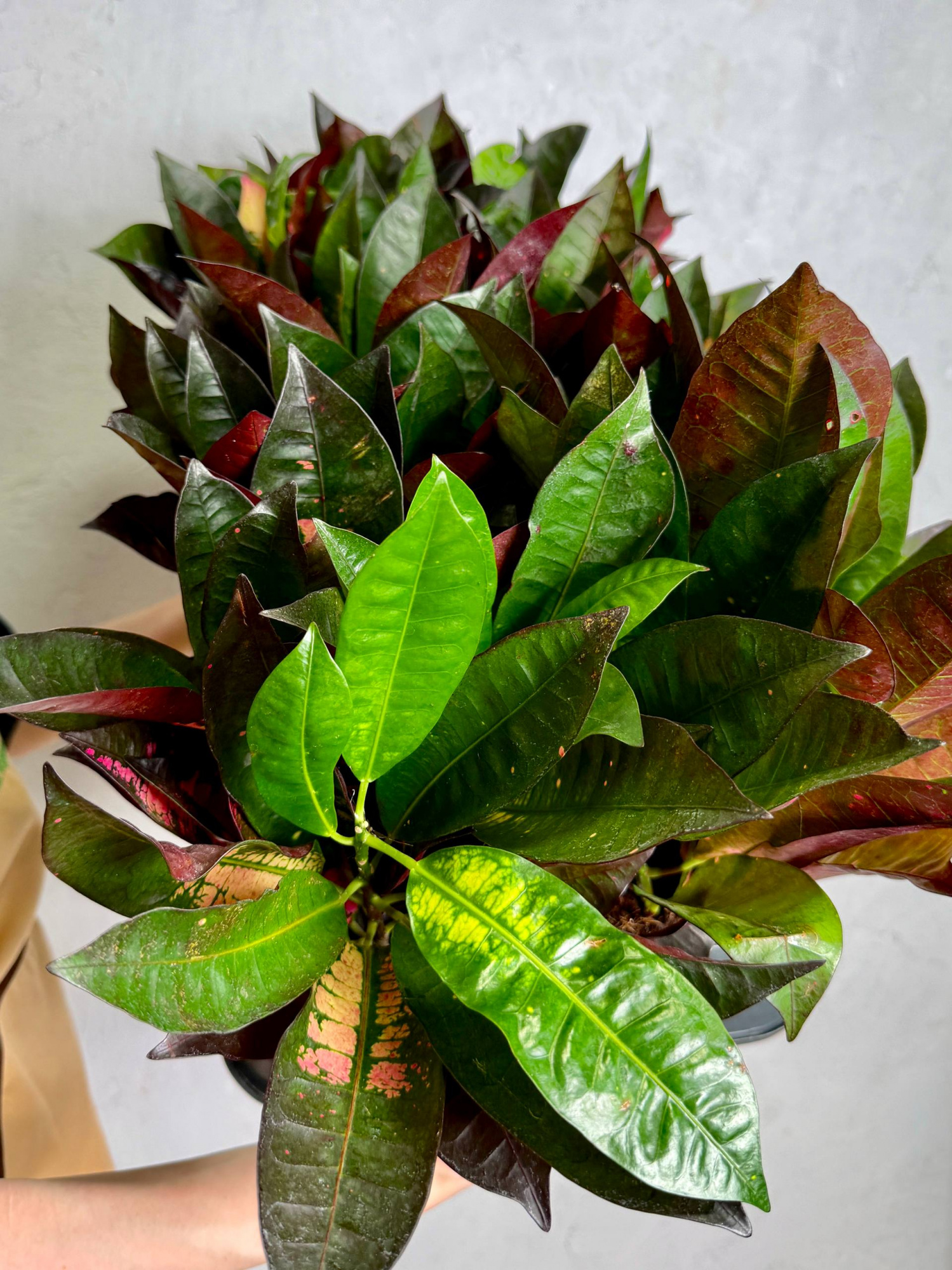 Кодиеум Миссис Айстон (Codiaeum Mrs. Iceton) D12см