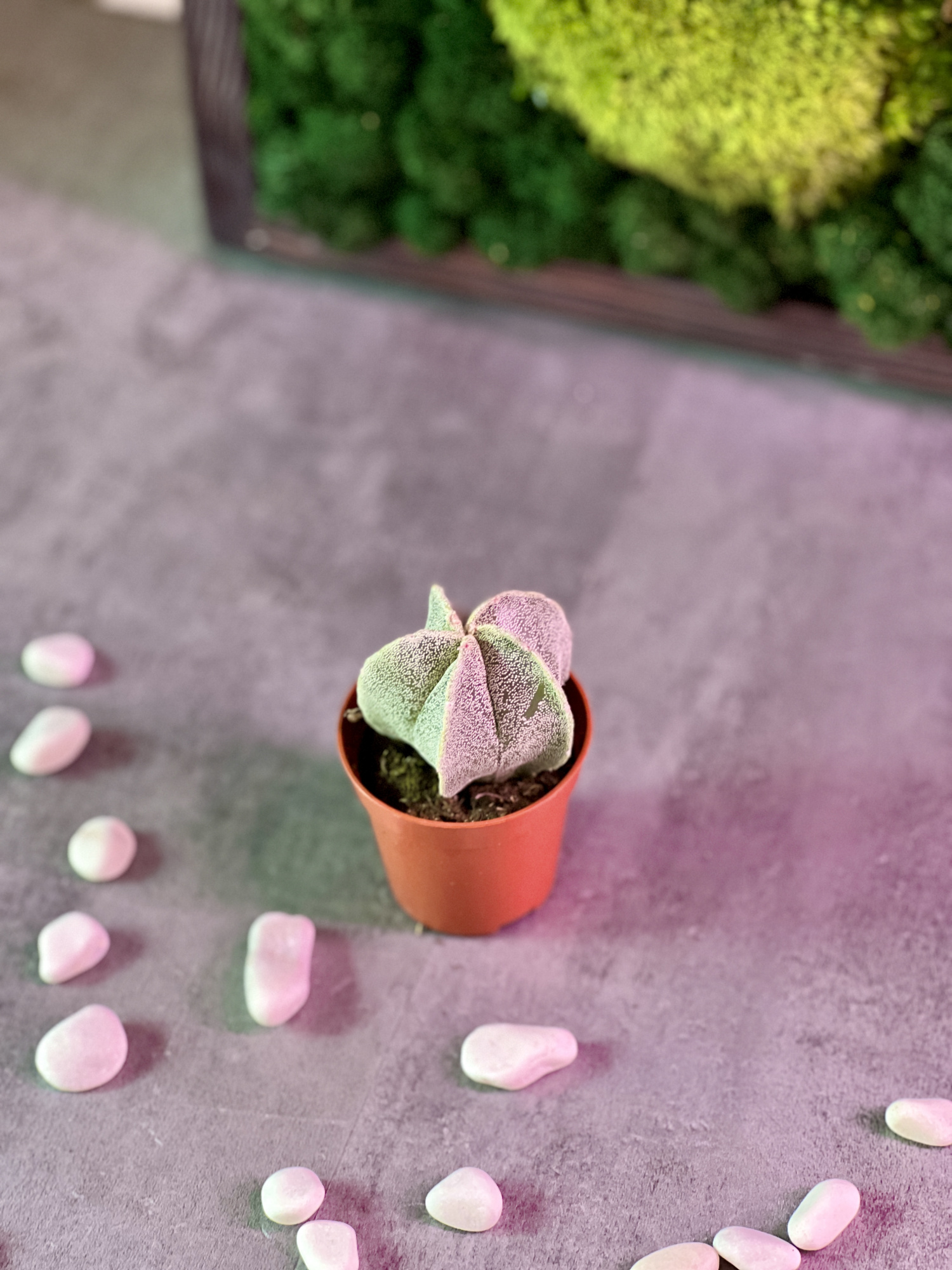 Астрофитум Многорыльцевый (Astrophytum Myriostigma) D5см