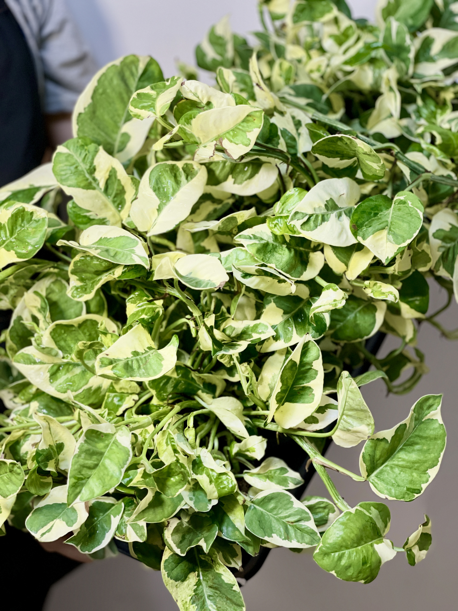 Эпипремнум Энджой (Epipremnum Njoy) D12см