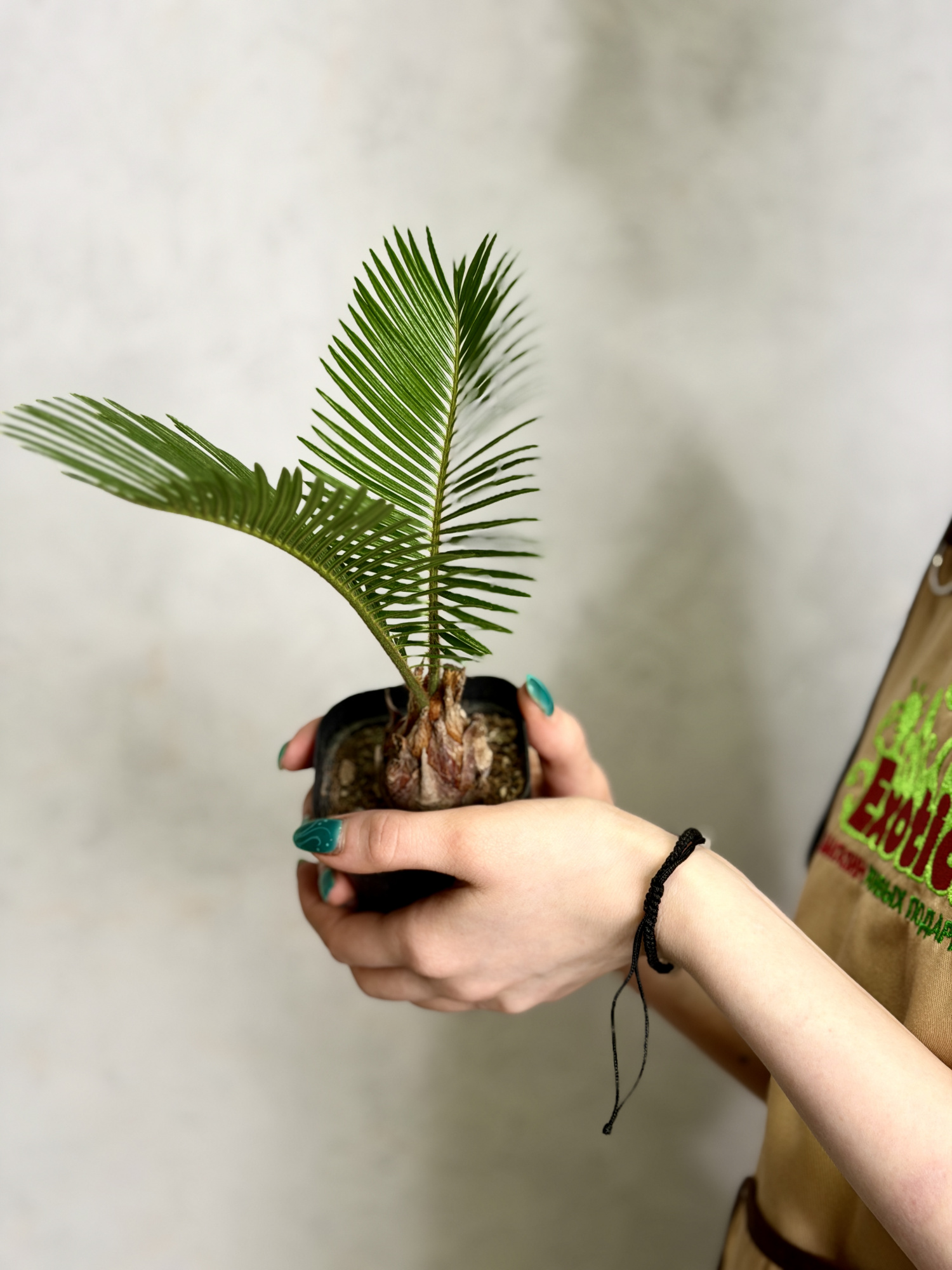 Цикас Революта, или Саговник Поникающий (Cycas Revoluta) D7см