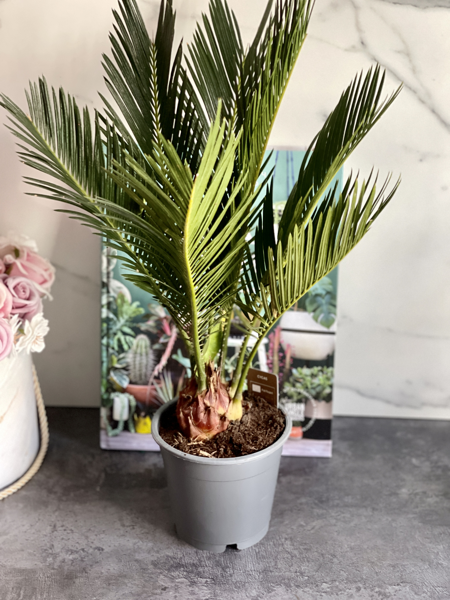 Цикас Революта (Cycas Revoluta) D14см