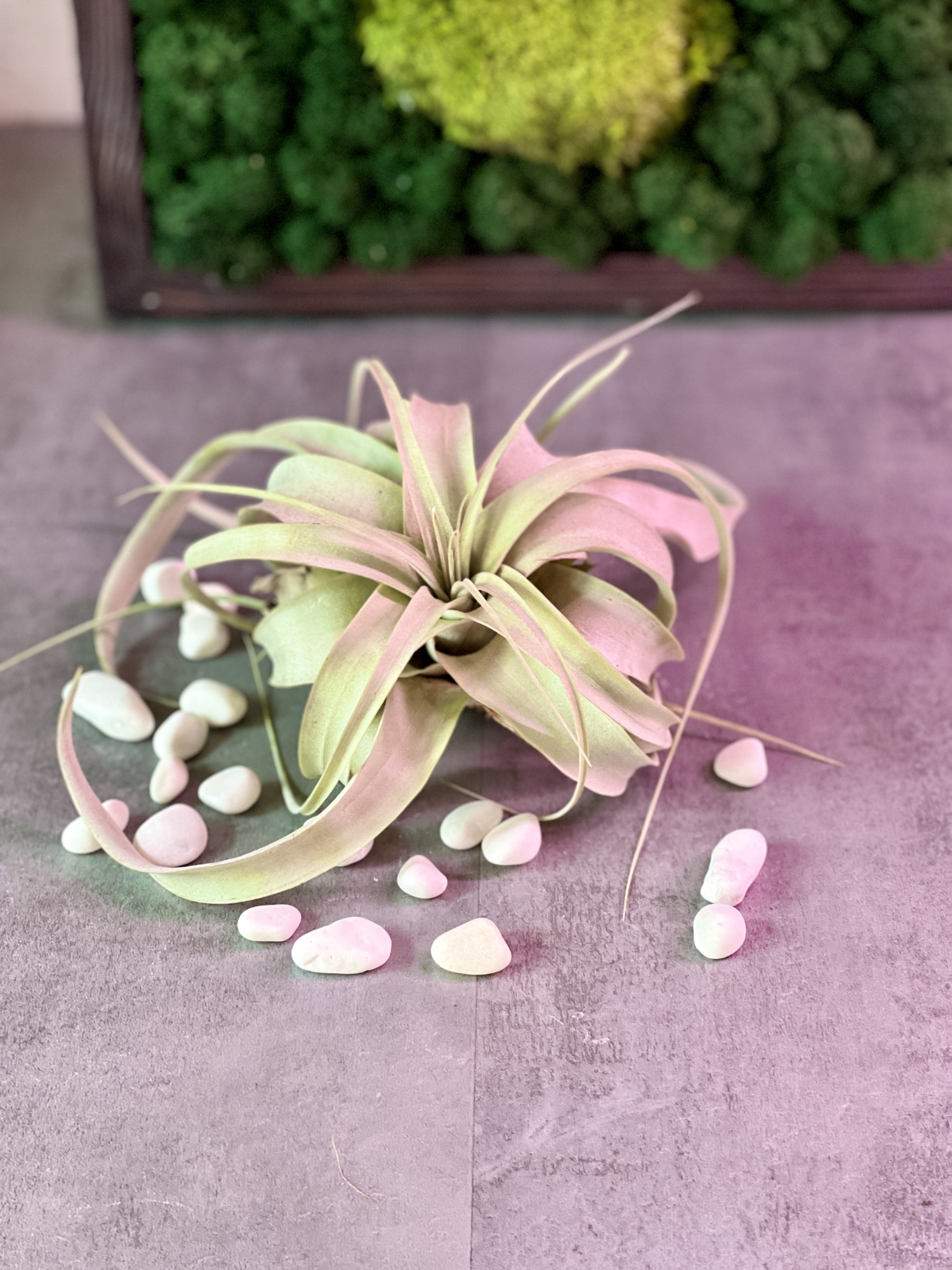 Тилландсия Ксерографика (Tillandsia Xerographica)