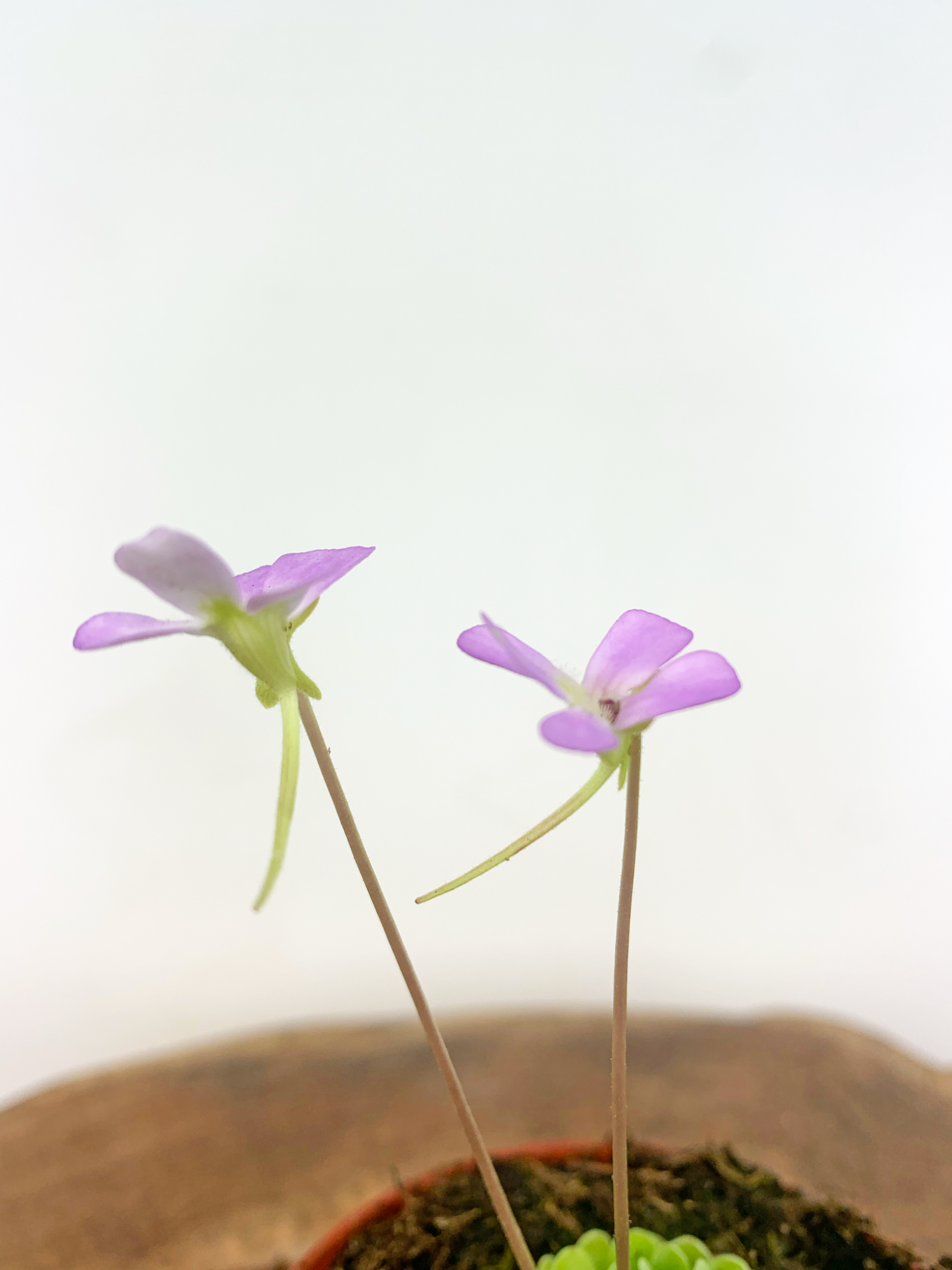Жирянка Эссериана (Pinguicula Esseriana) D9см