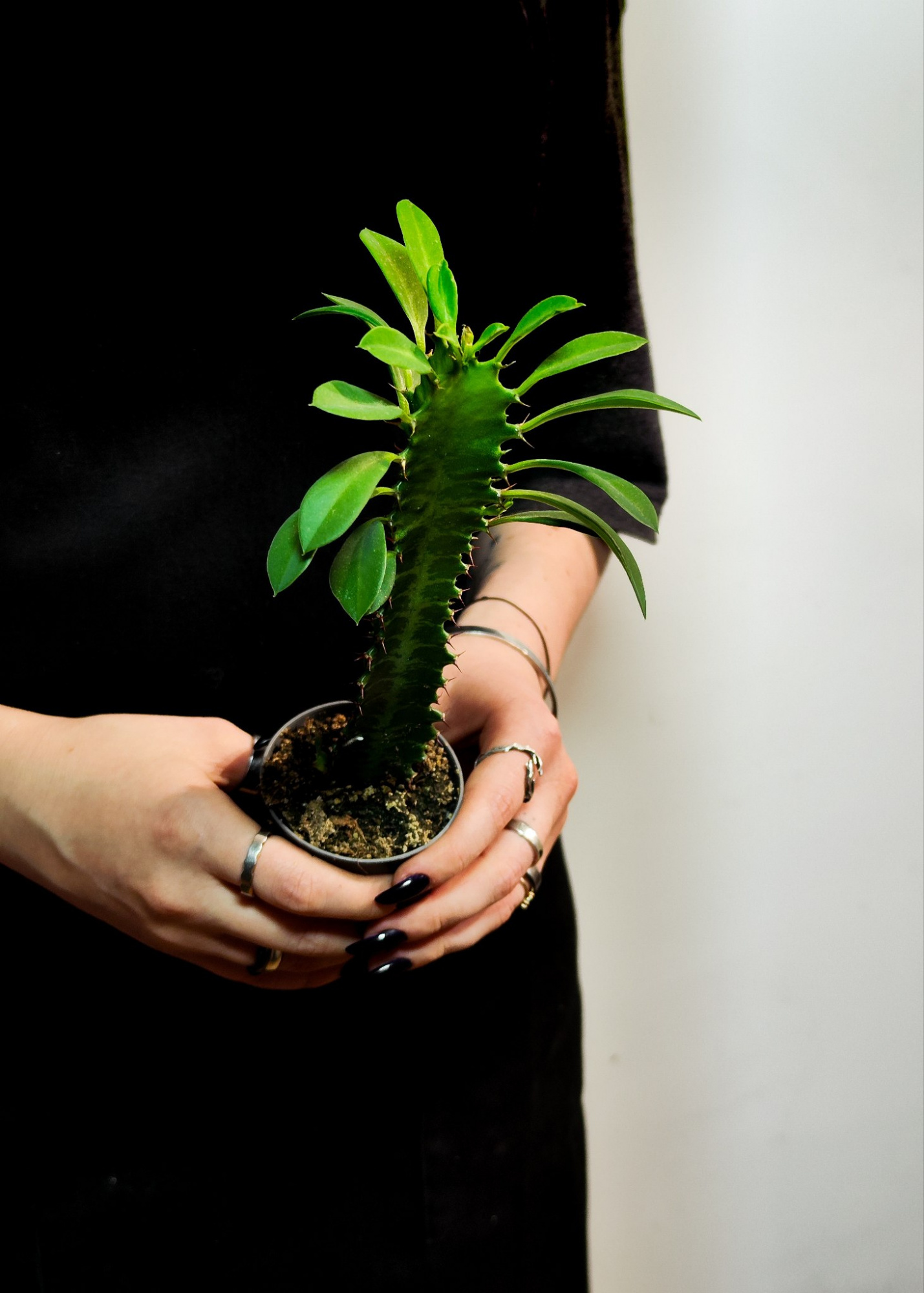 Эуфорбия Тригона, или Молочай Трёхгранный (Euphorbia Trigona) D6см