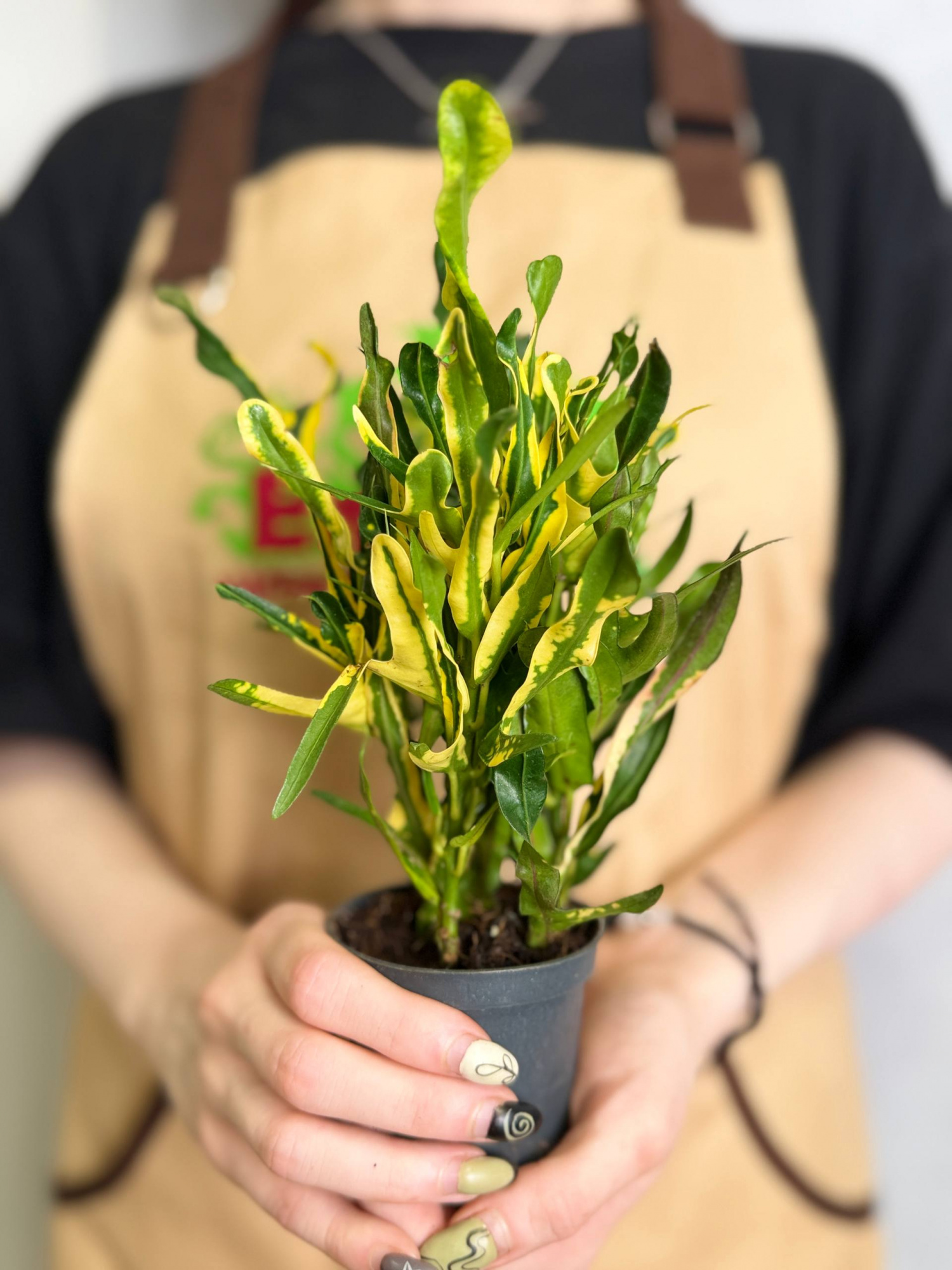 Кодиеум Пигтейл (Codiaeum Pigtail) D7см