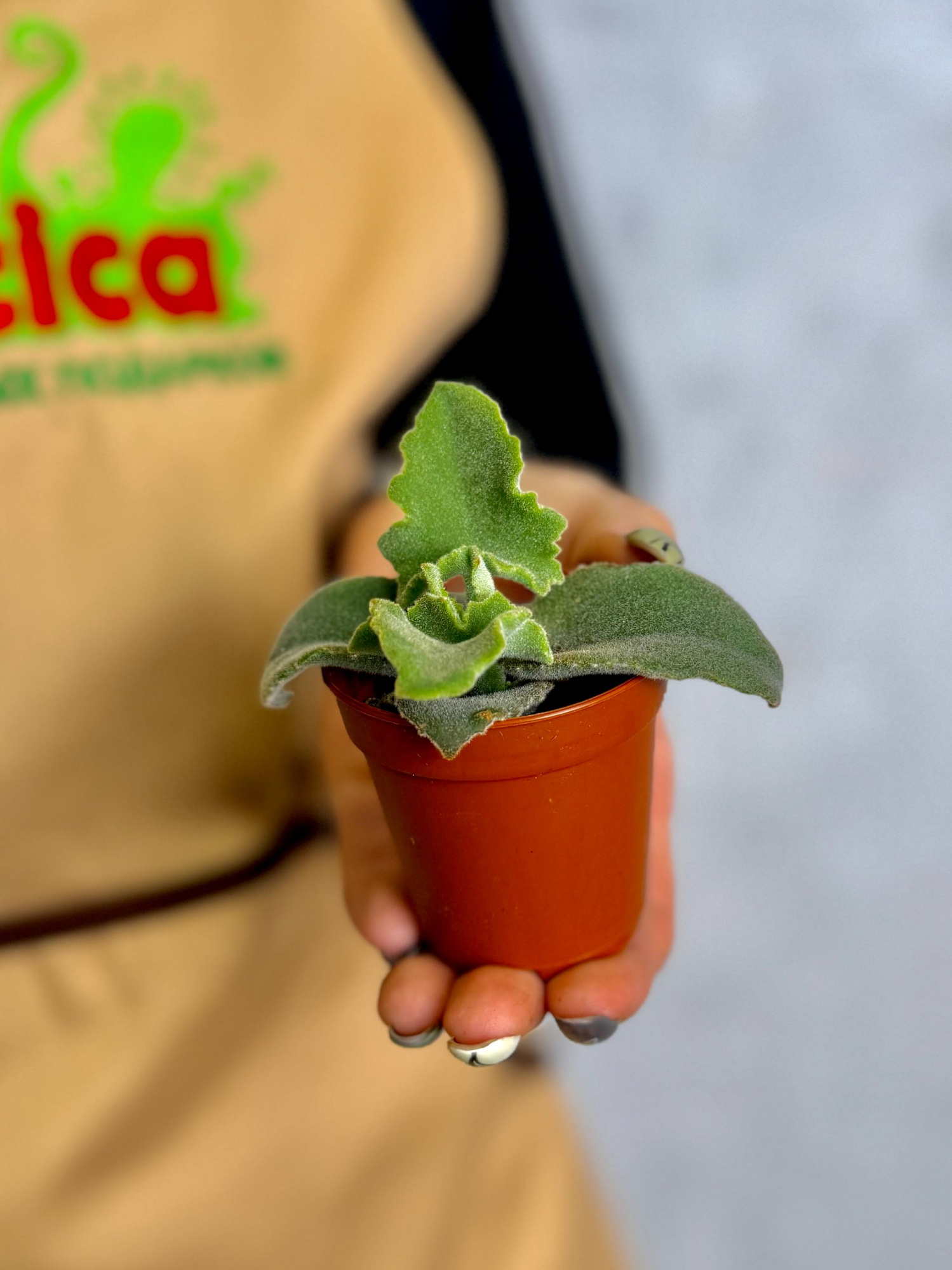Каланхоэ Бехарское Мальтийский Крест (Kalanchoe Beharensis Maltese Cross) D5см