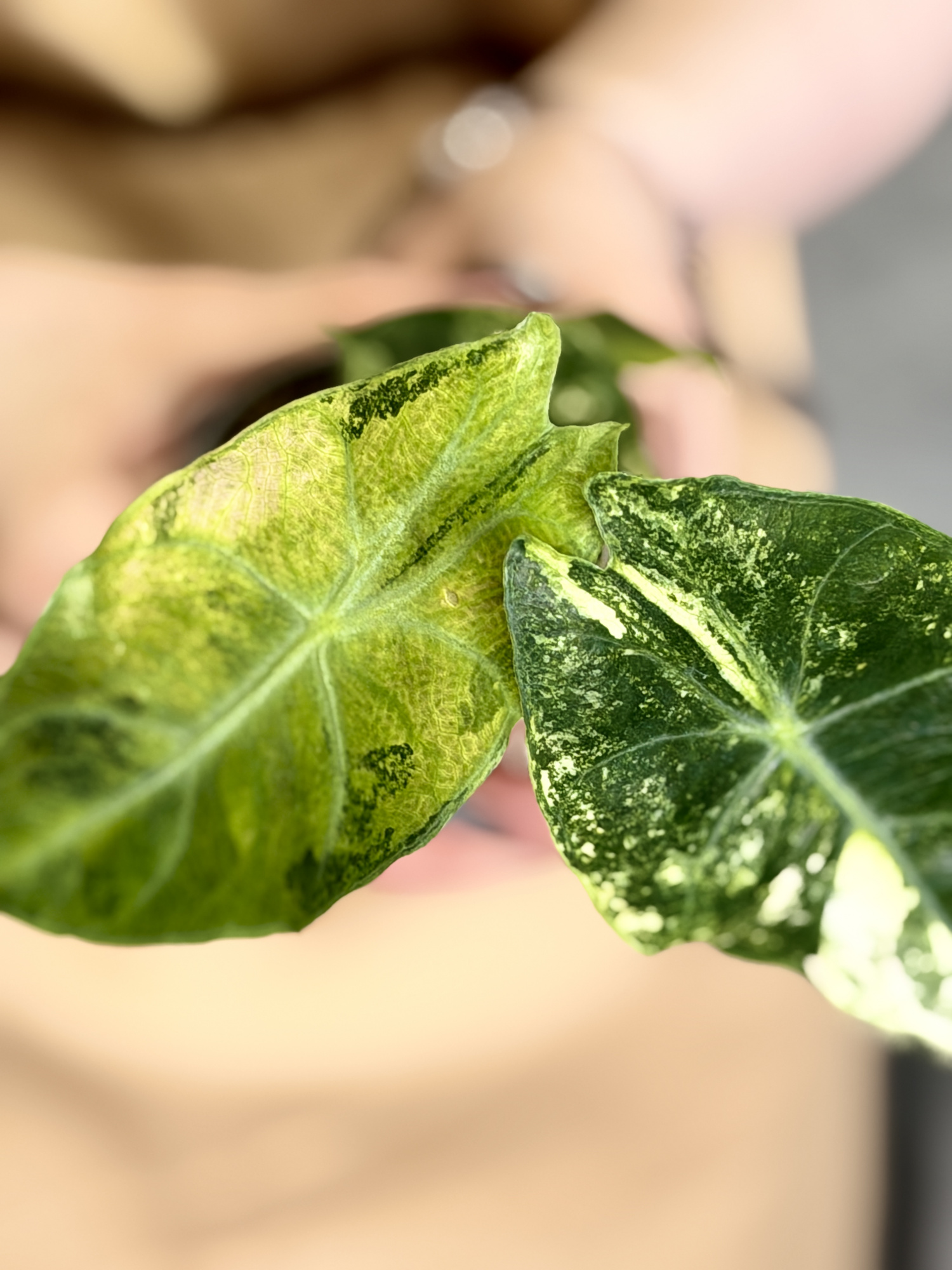 Алоказия Пинк Драгон Вариегатная Ауреа (Alocasia Pink Dragon Variegated Aurea) D6см
