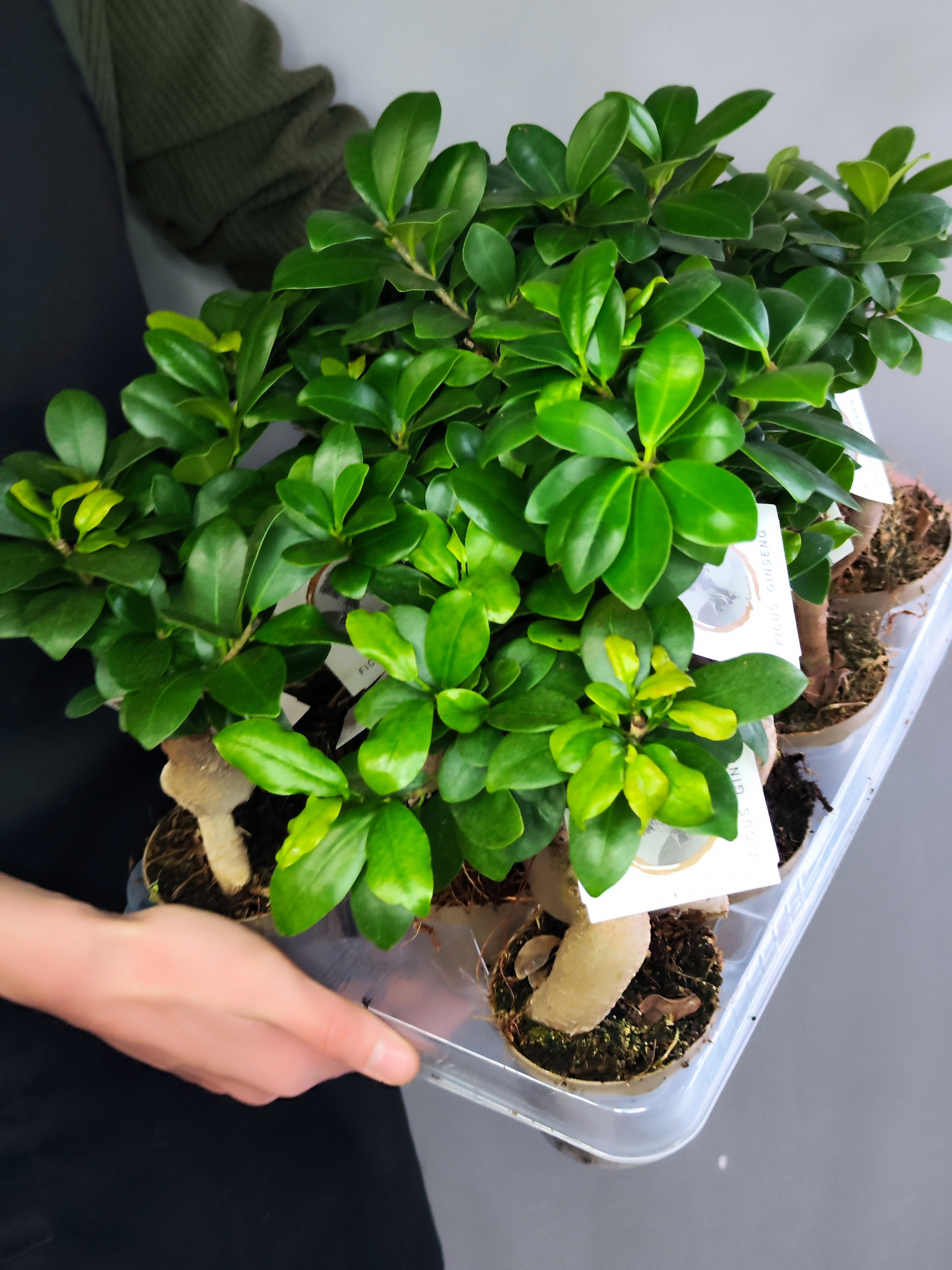 Фикус Микрокарпа (Ficus Microcarpa) D9см