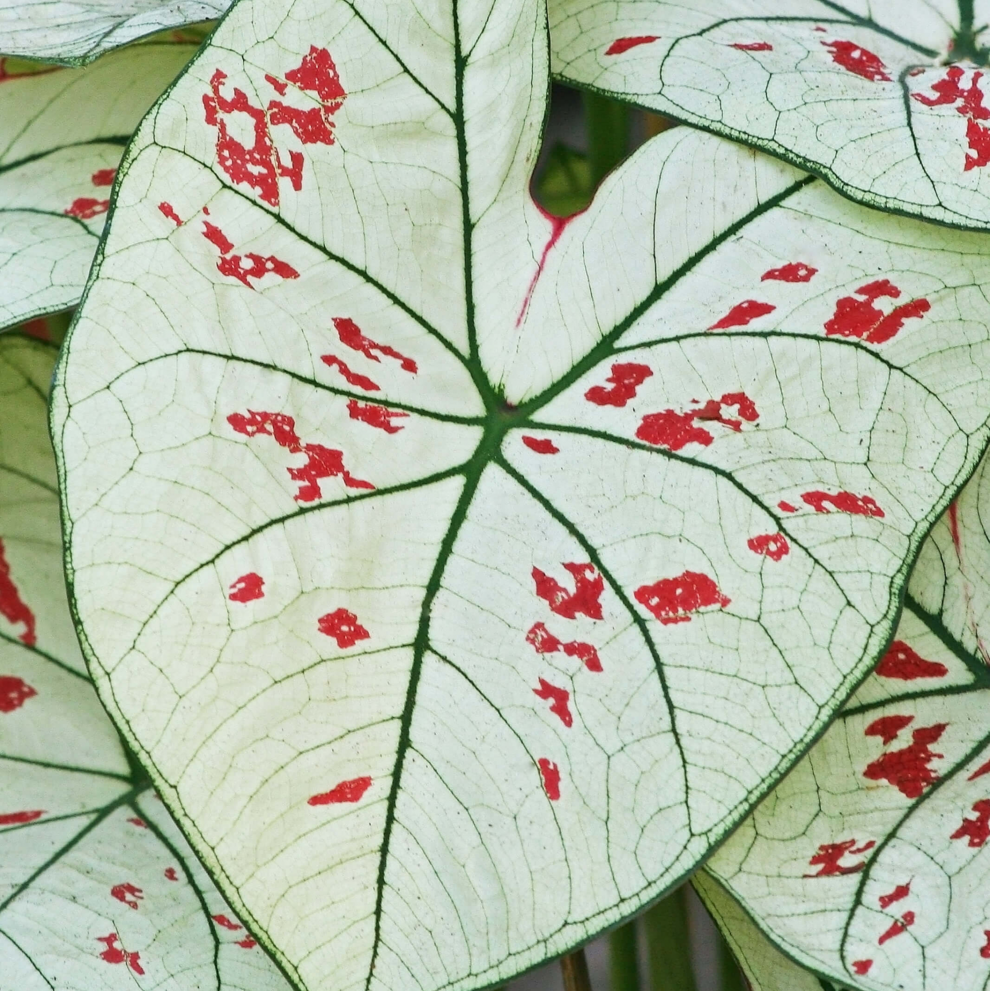 Каладиум Келли (Caladium Kelly) D6см