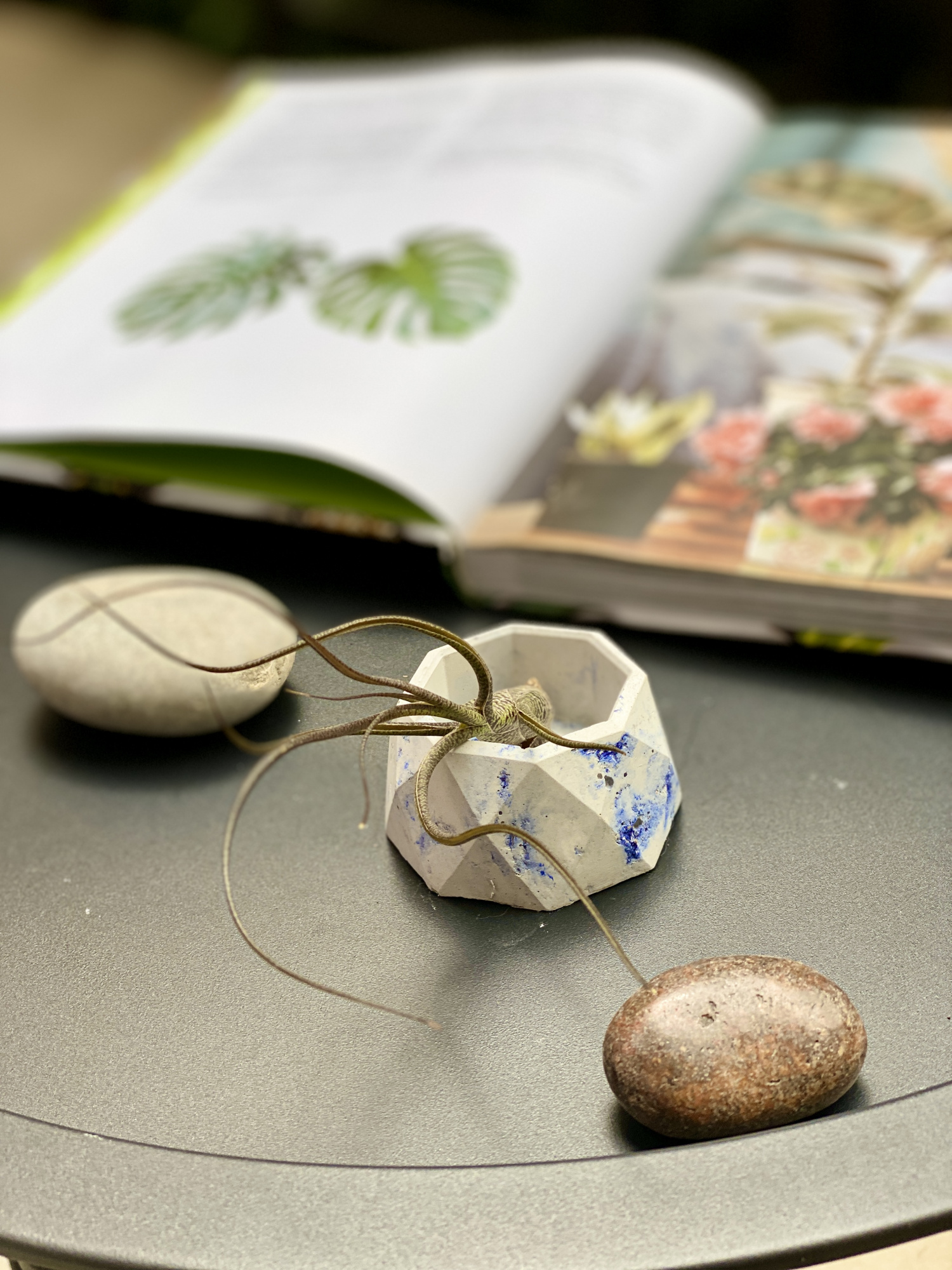 Тилландсия Бутзи (Tillandsia Butzii)