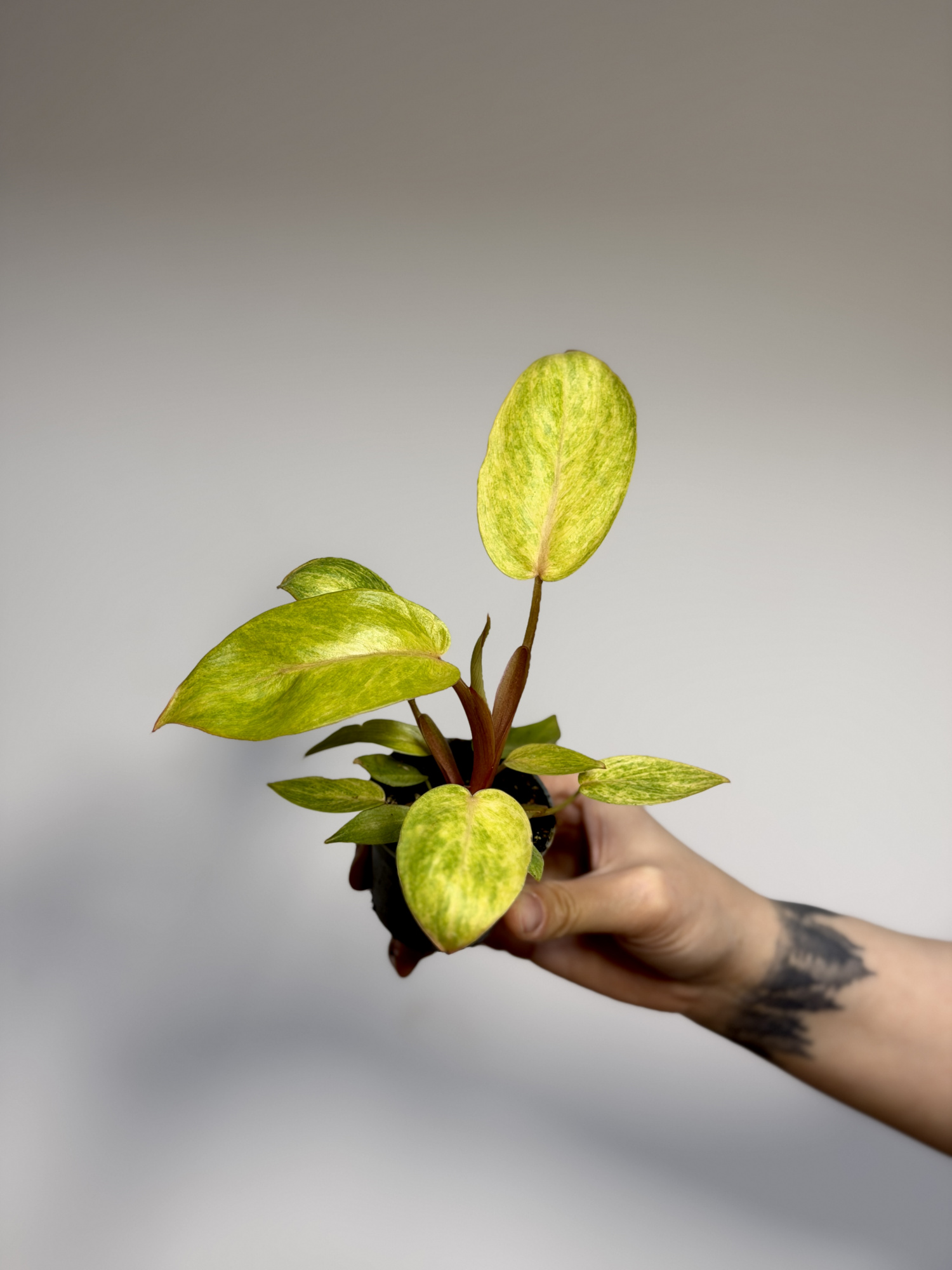 Филодендрон Расписная Леди (Philodendron Painted Lady) D6см