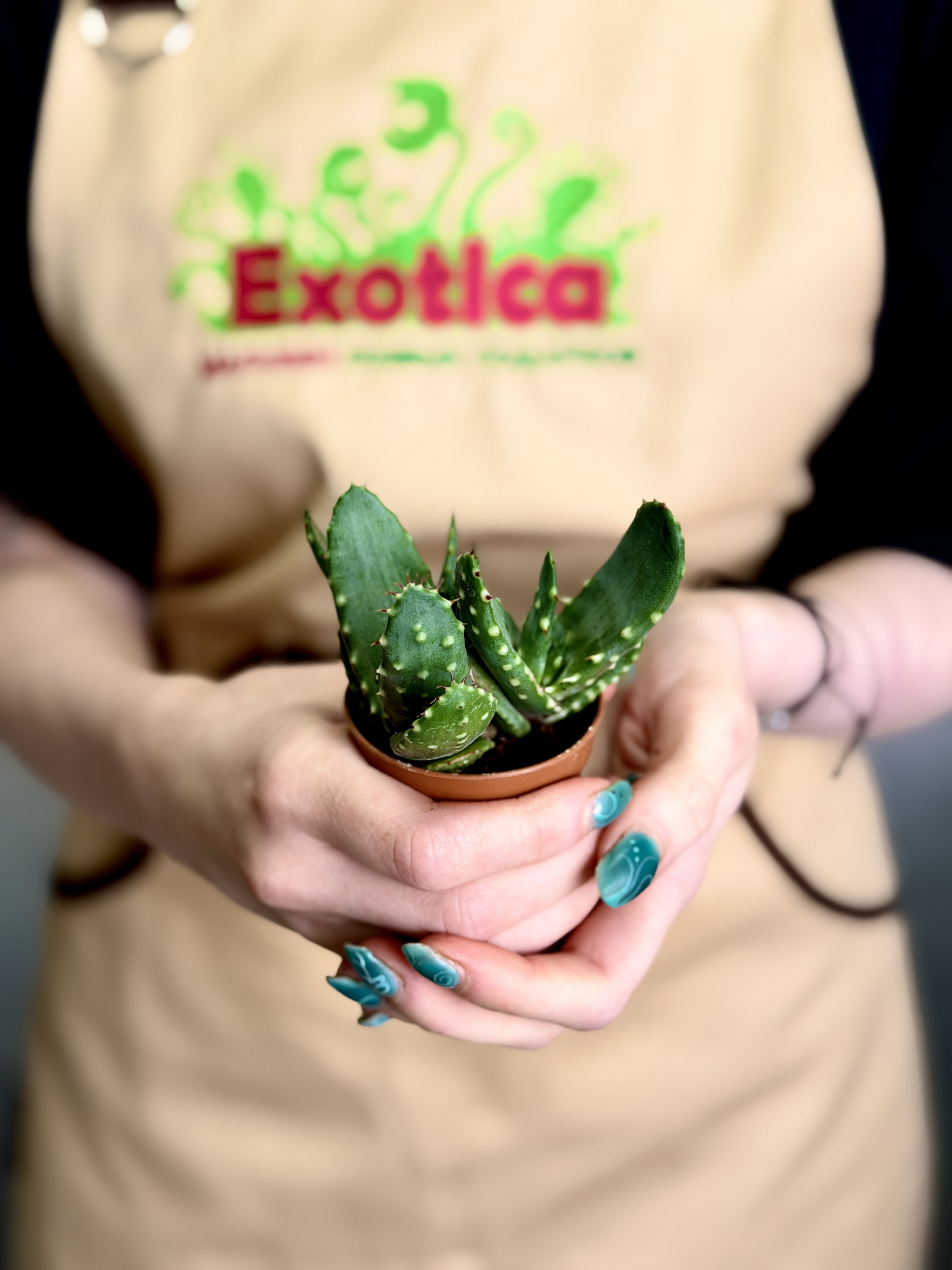 Алоэ Рейтзи, или Алоэ Рейтса (Aloe Reitzii) D5см