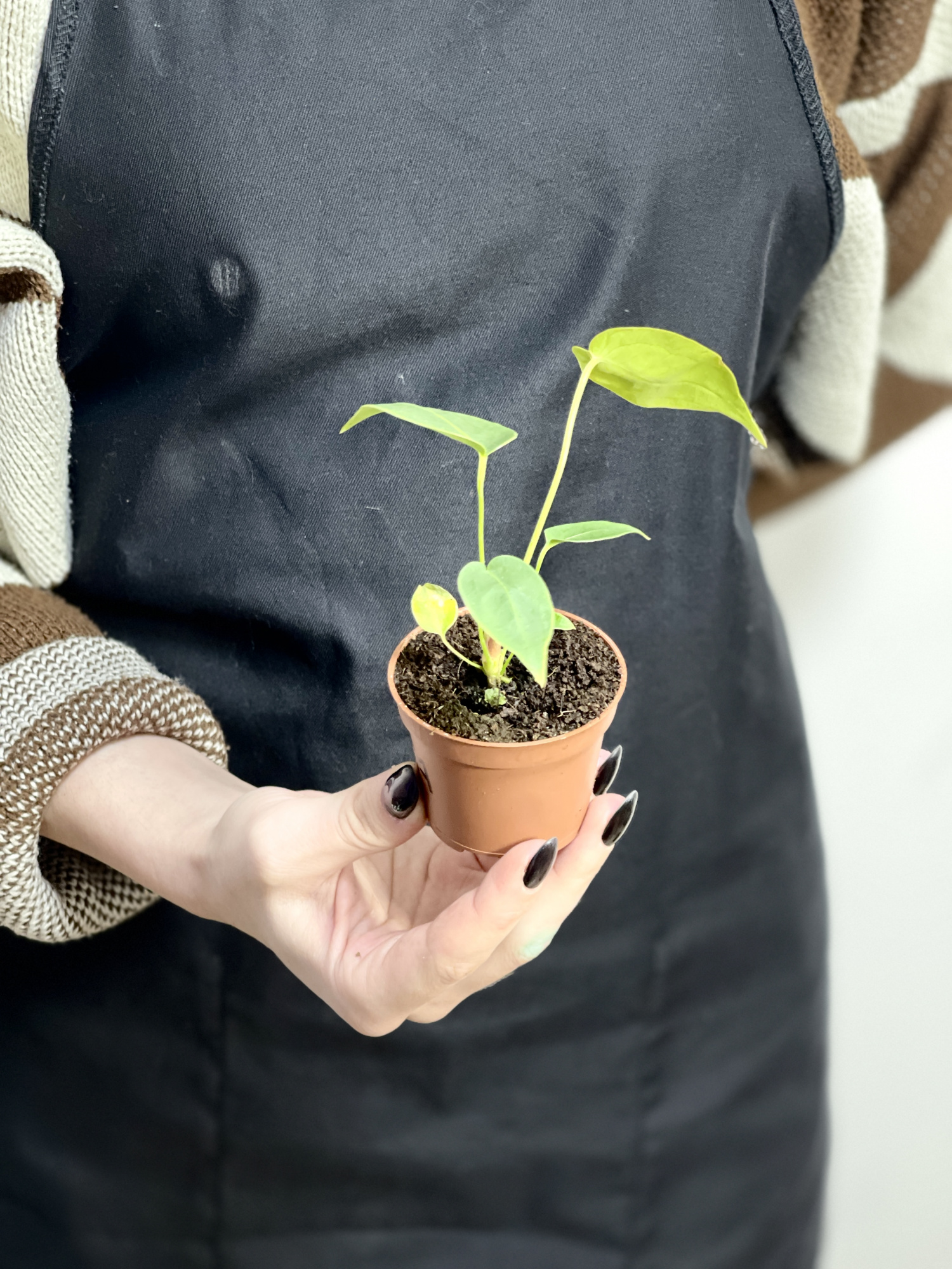 Антуриум Пелтигерум (Anthurium Peltigerum) D6см