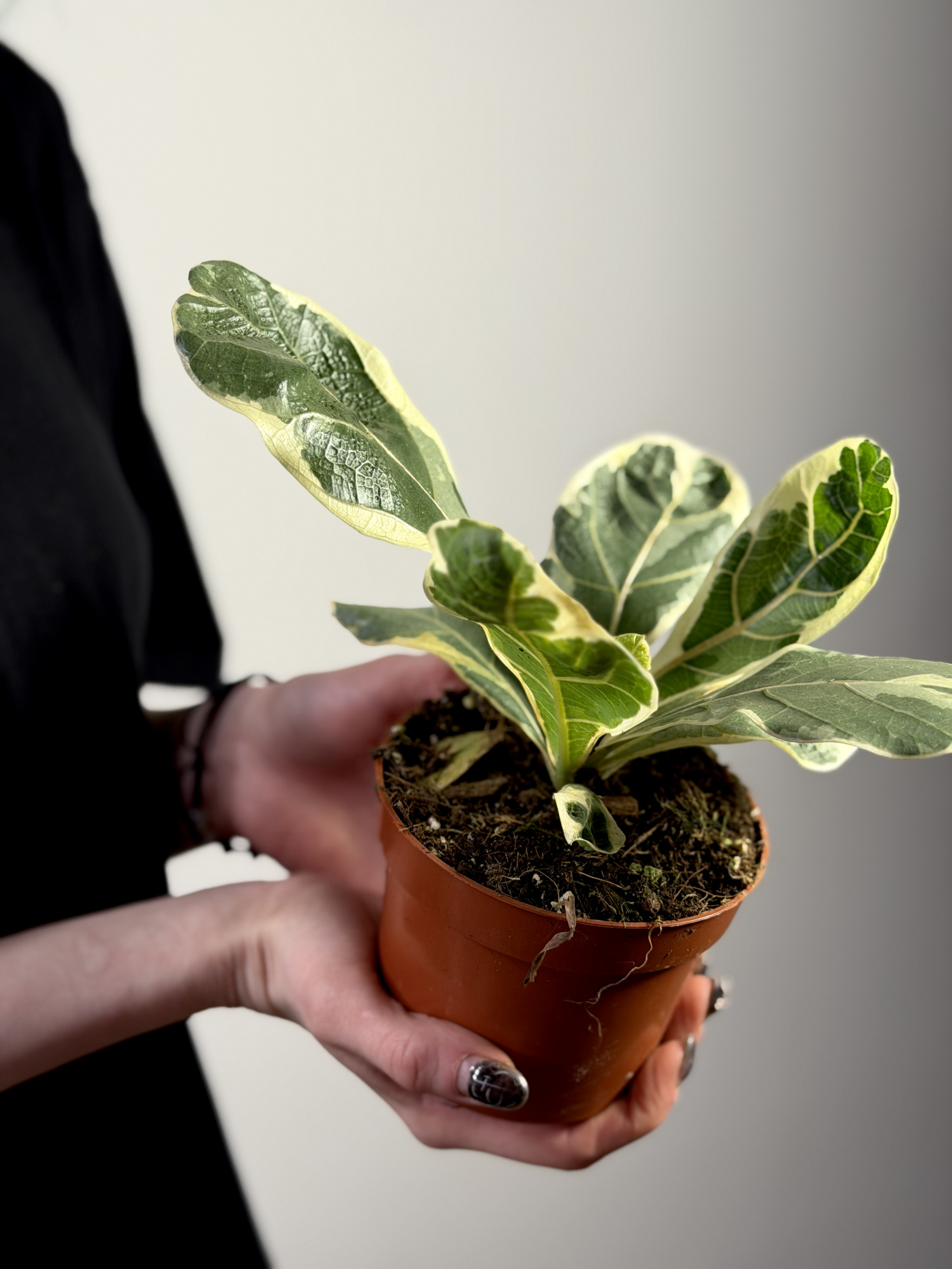Фикус Лирата Вариегатная (Ficus Lyrata Variegata) 10см