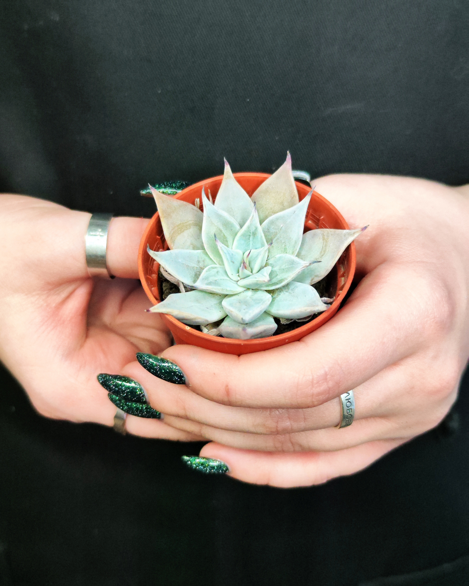 Эхеверия Куспидата Менчака (Echeveria Cuspidata Menchaca) D5см