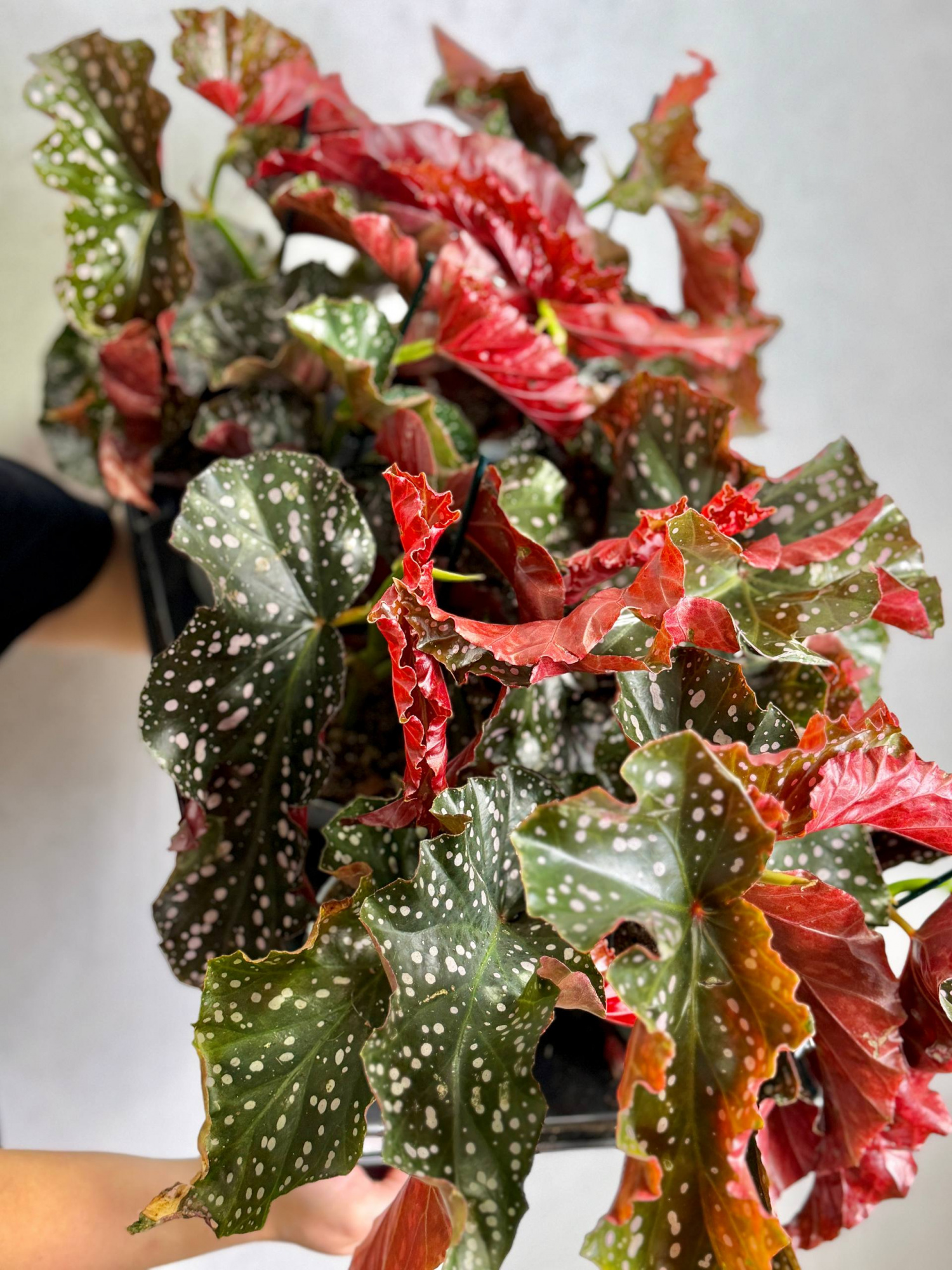 Бегония Краклин Рози (Begonia Cracklin Rosie) D12см