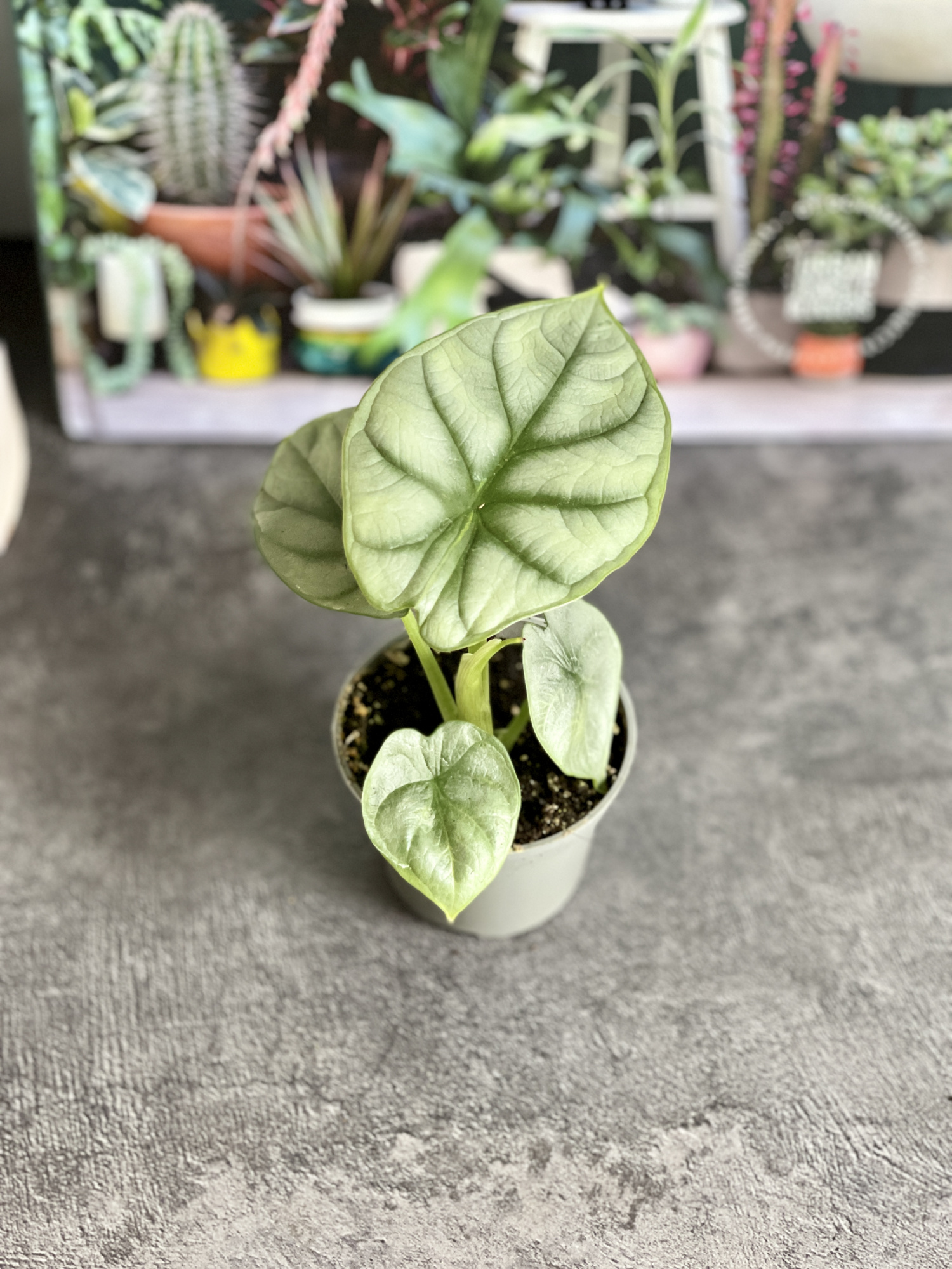 Алоказия Сильвер Драгон (Alocasia Silver Dragon) D6см